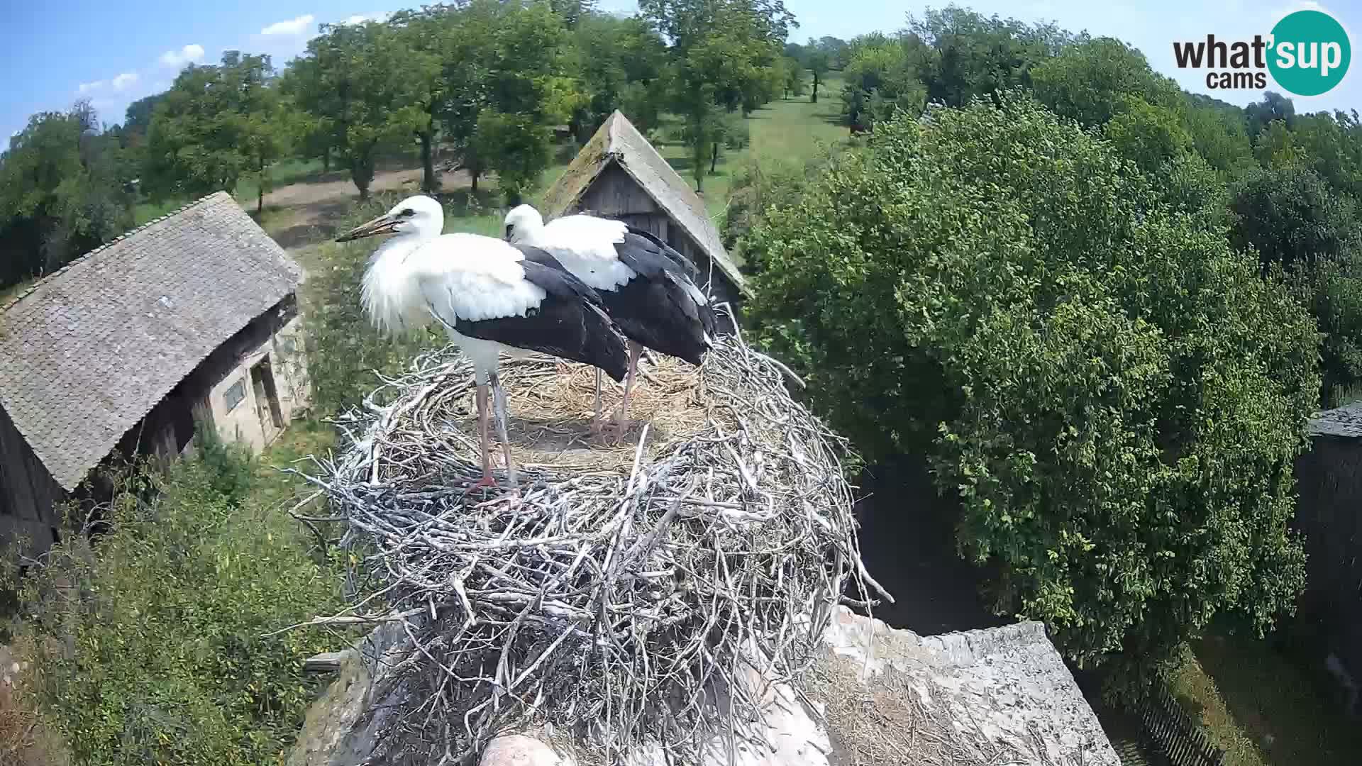 Villaggio delle cicogne europee webcam Parco naturale di Lonjsko polje