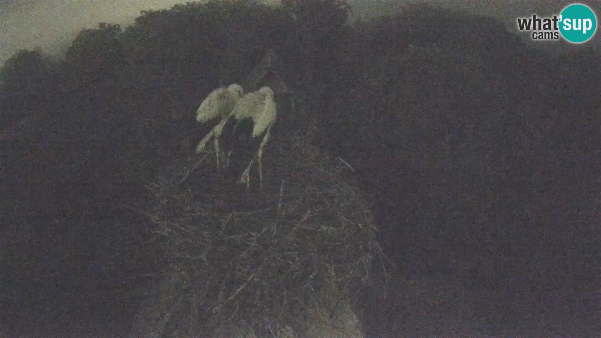 Pueblo europeo de cigüeñas camera en vivo Parque Natural Lonjsko polje