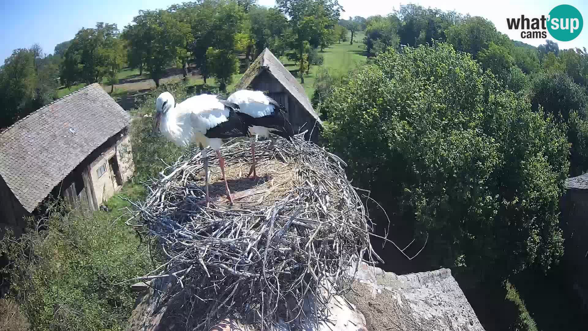 Village européen de cigognes webcam Parc naturel de Lonjsko polje