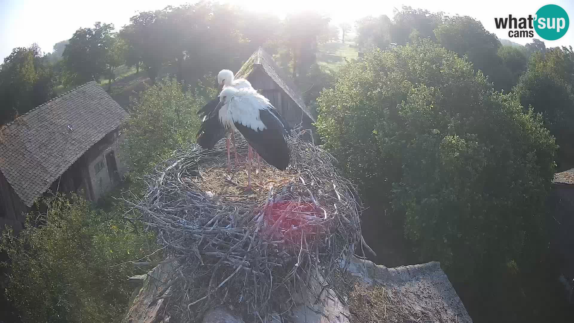 Webcam Europäisches Storchendorf – Naturpark Lonjsko polje