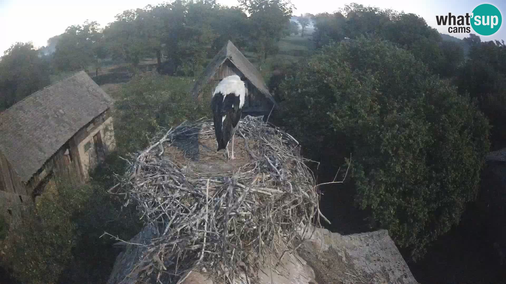 Webcam Europäisches Storchendorf – Naturpark Lonjsko polje