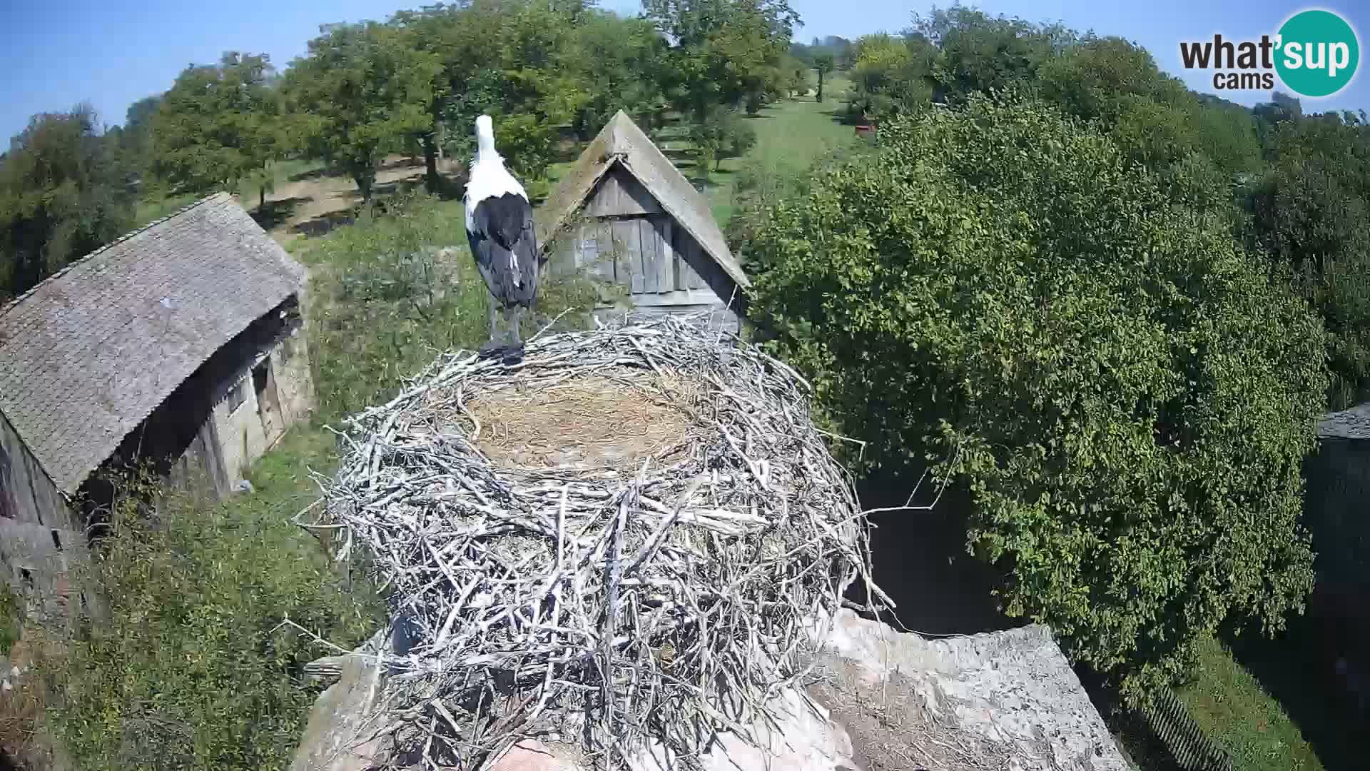 Pueblo europeo de cigüeñas camera en vivo Parque Natural Lonjsko polje