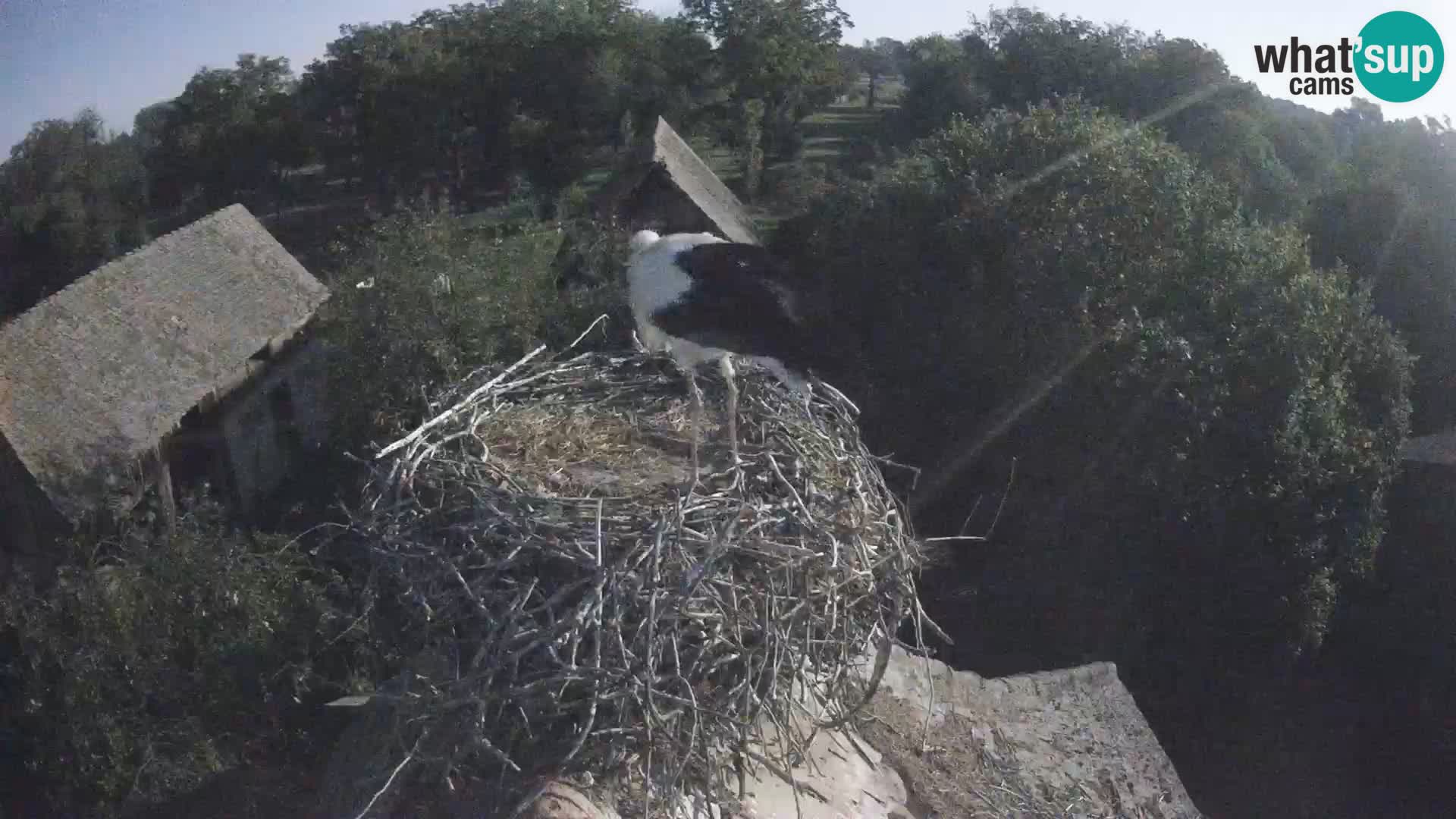 Webcam Europäisches Storchendorf – Naturpark Lonjsko polje