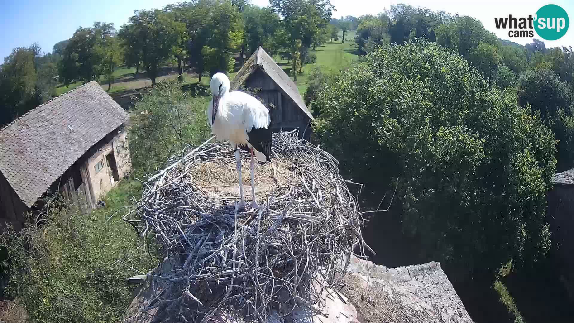 Villaggio delle cicogne europee webcam Parco naturale di Lonjsko polje