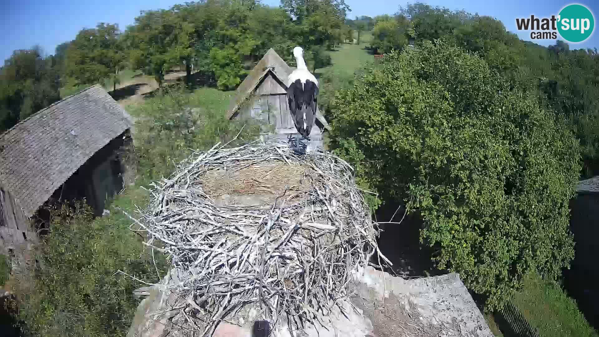 U živo Europsko selo roda – Park prirode Lonjsko polje