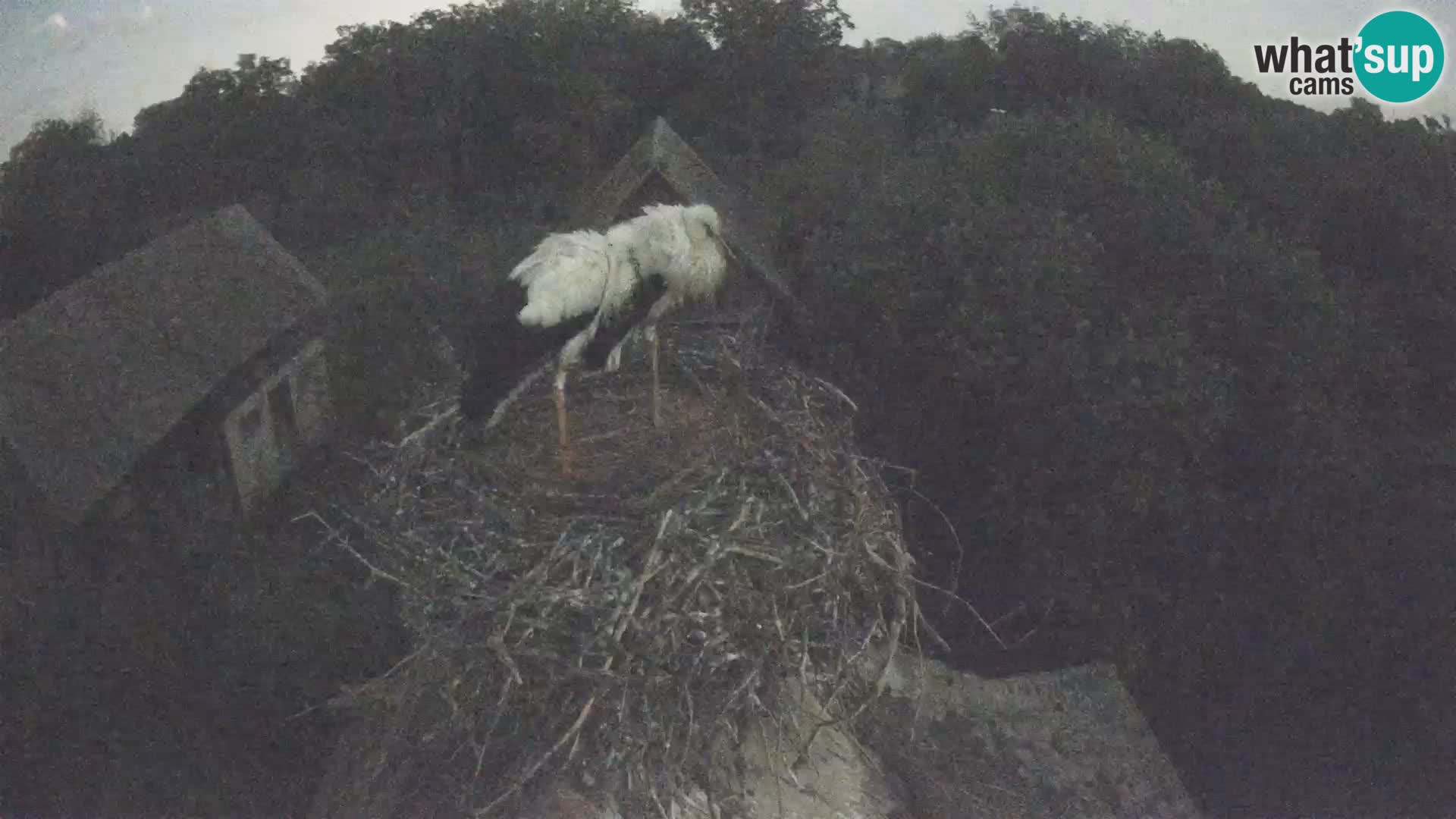 Webcam Europäisches Storchendorf – Naturpark Lonjsko polje