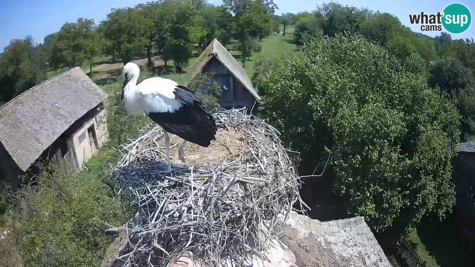 Webcam Europäisches Storchendorf – Naturpark Lonjsko polje