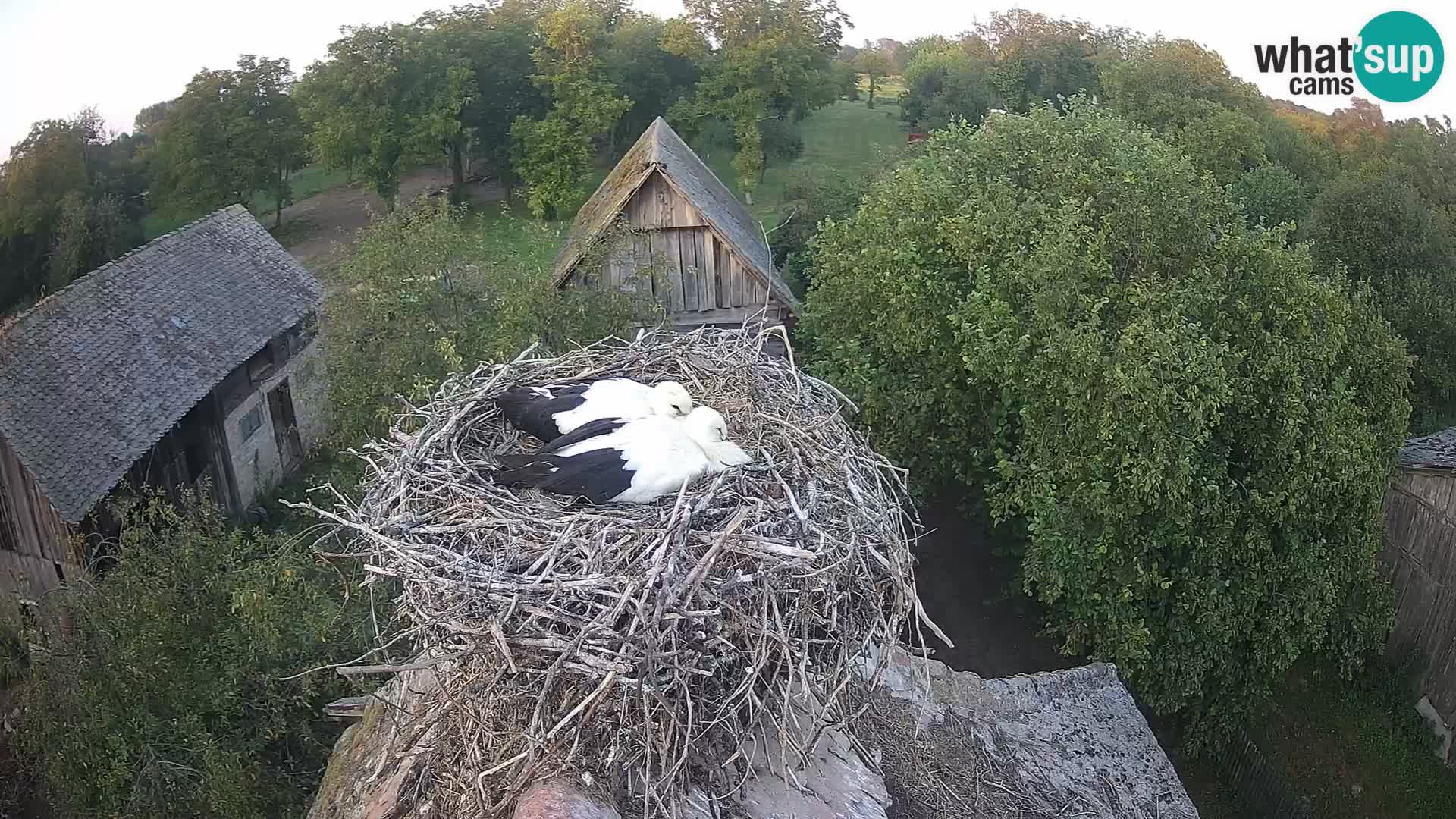Villaggio delle cicogne europee webcam Parco naturale di Lonjsko polje