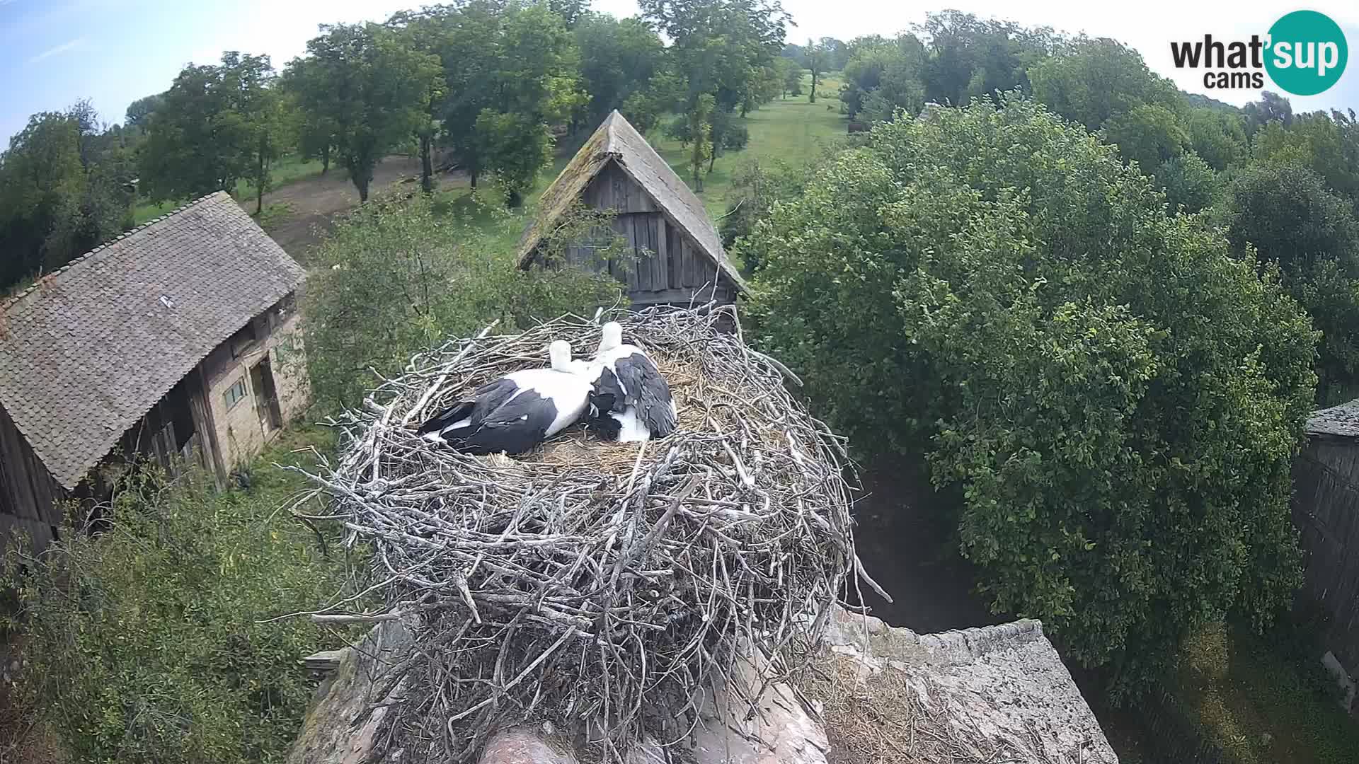 Webcam Europäisches Storchendorf – Naturpark Lonjsko polje