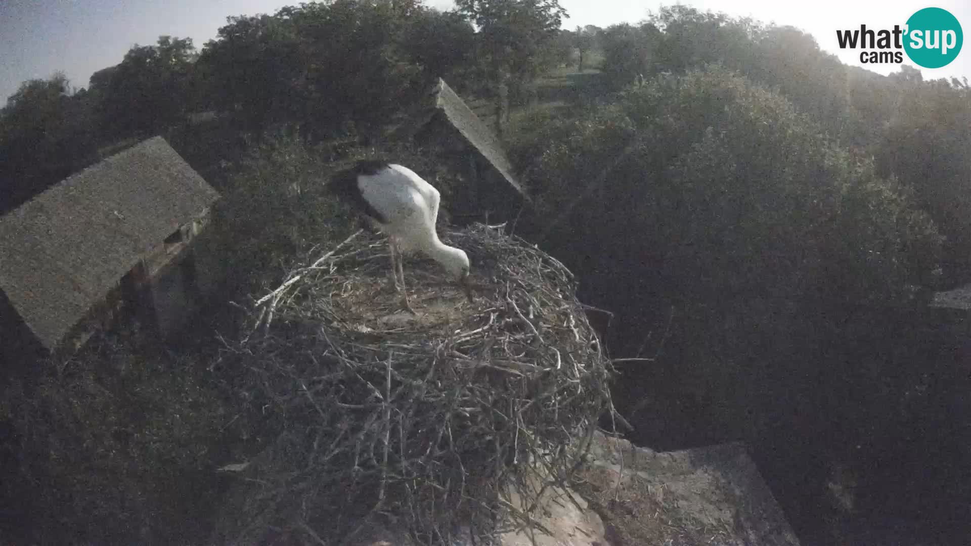 Webcam Europäisches Storchendorf – Naturpark Lonjsko polje
