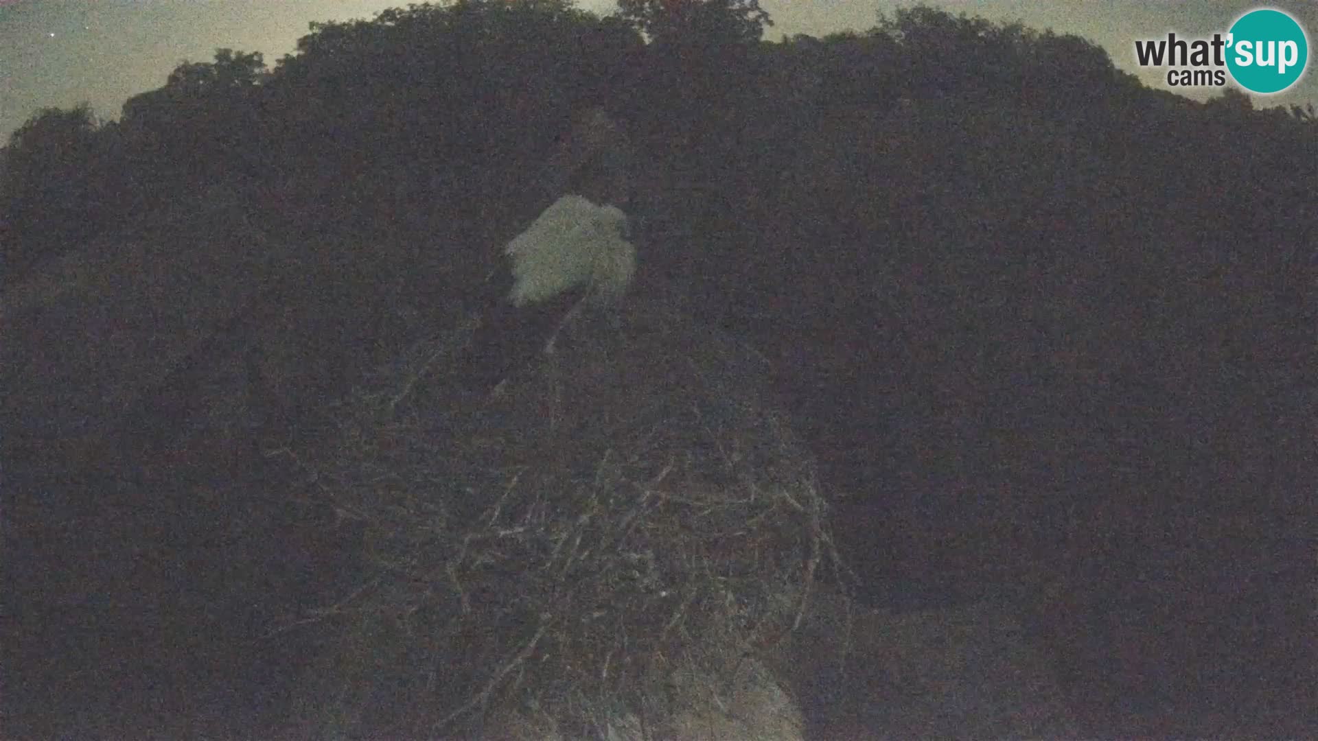 Village européen de cigognes webcam Parc naturel de Lonjsko polje