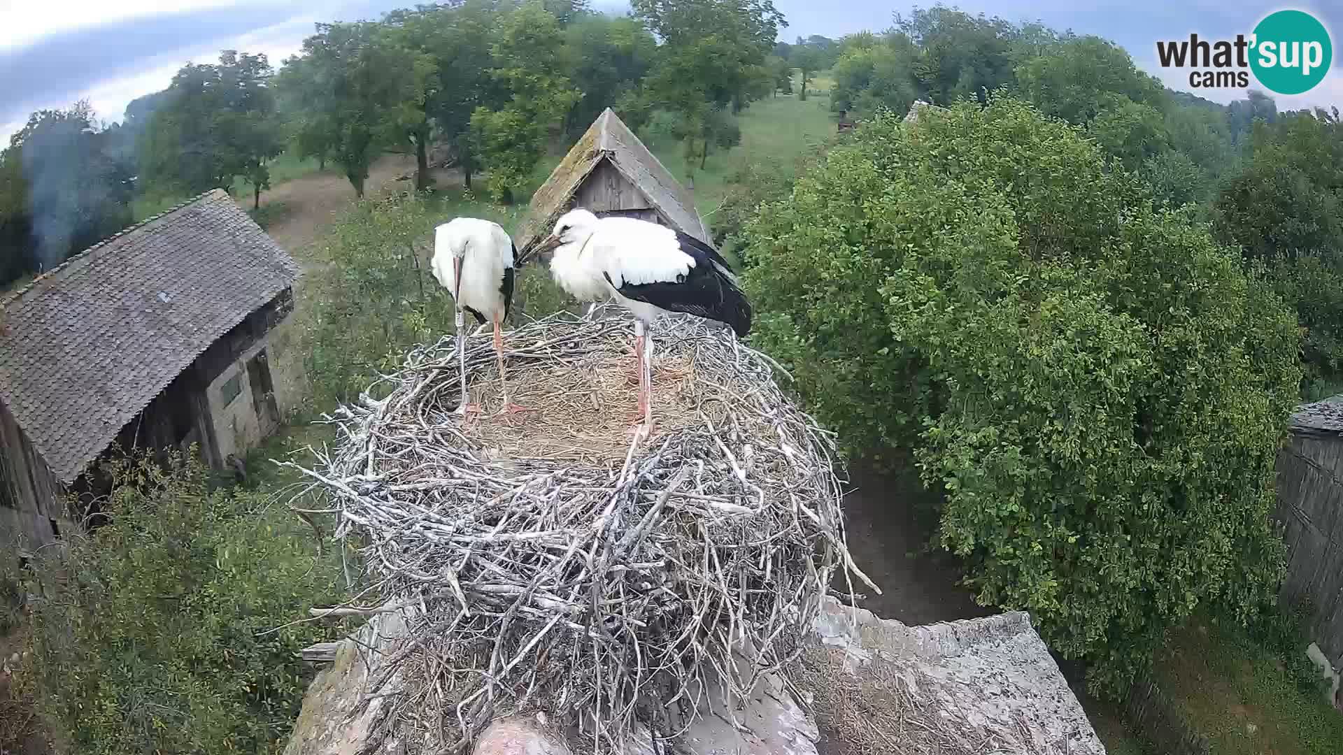 Village européen de cigognes webcam Parc naturel de Lonjsko polje