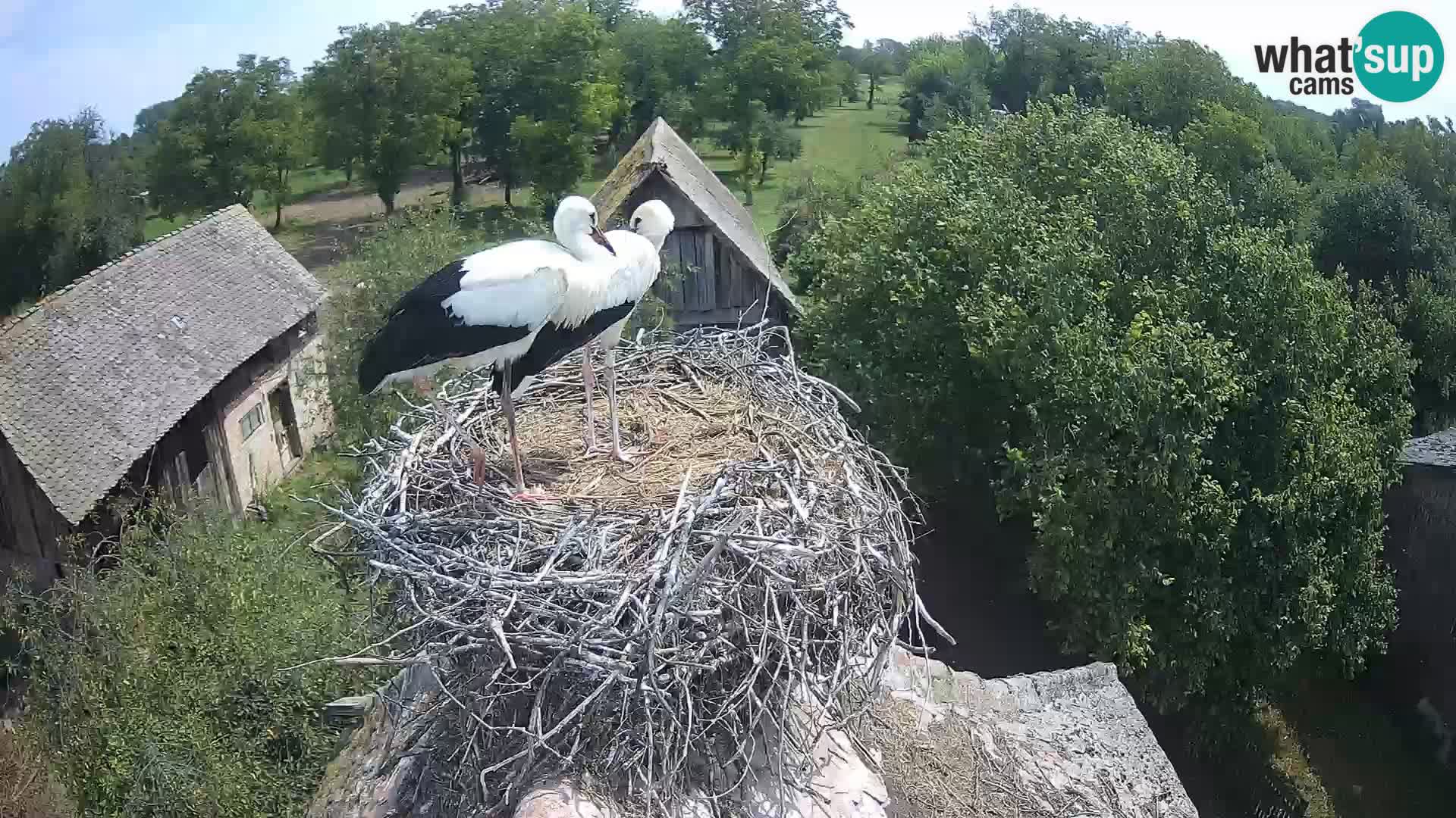 U živo Europsko selo roda – Park prirode Lonjsko polje
