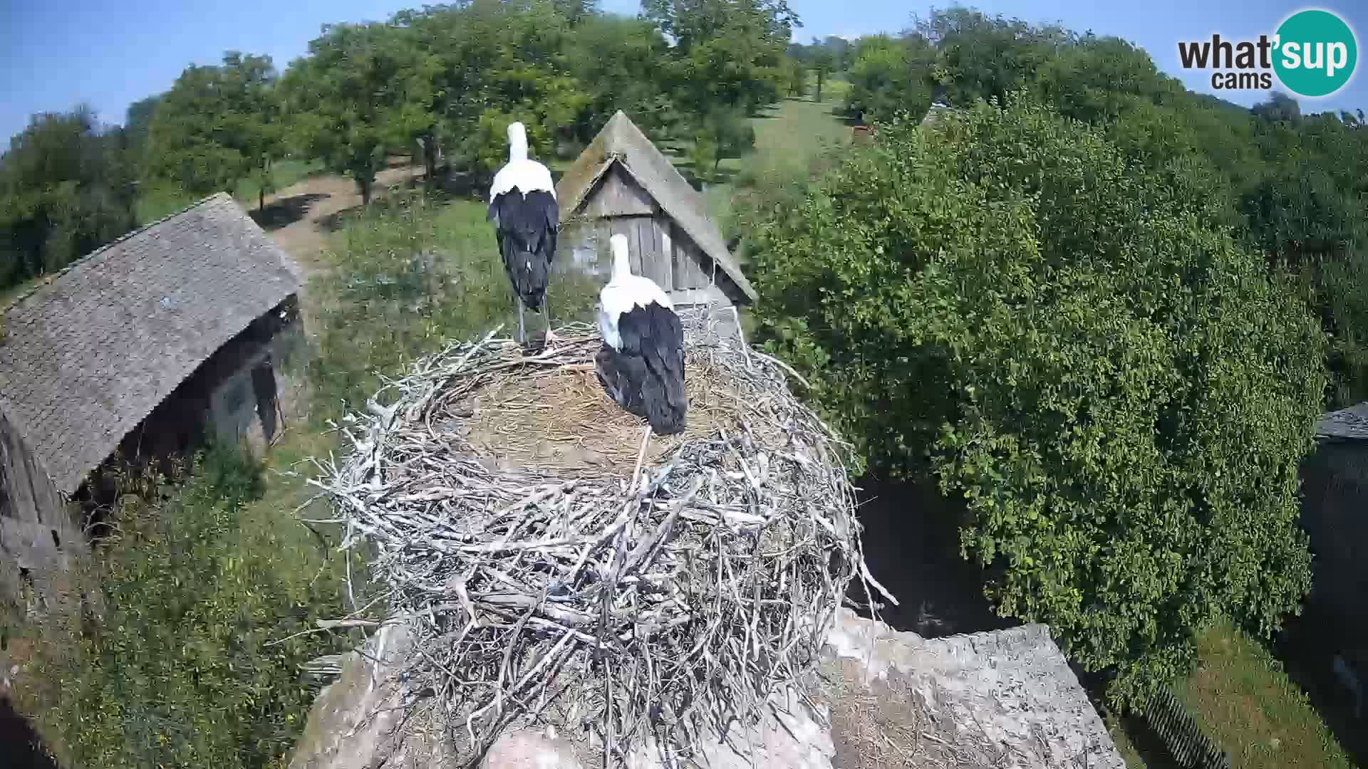 U živo Europsko selo roda – Park prirode Lonjsko polje