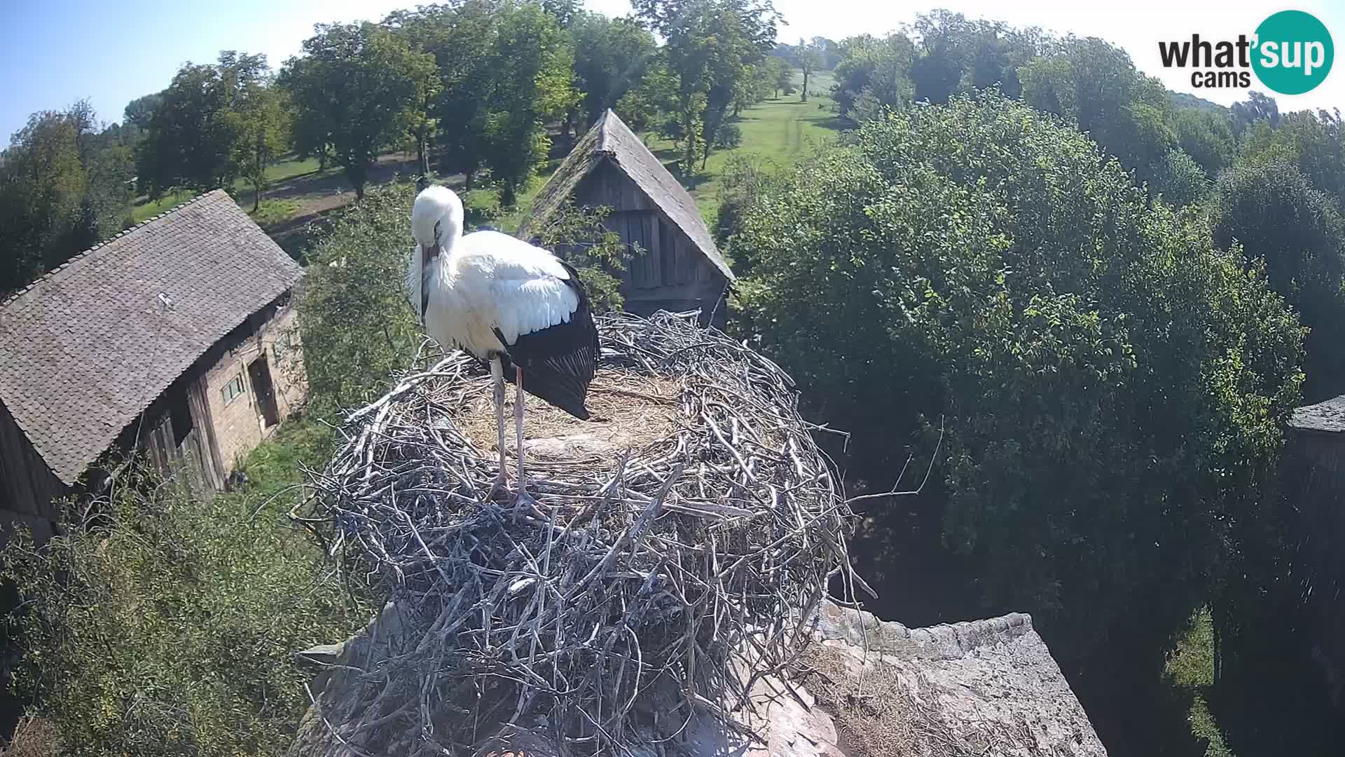 Villaggio delle cicogne europee webcam Parco naturale di Lonjsko polje