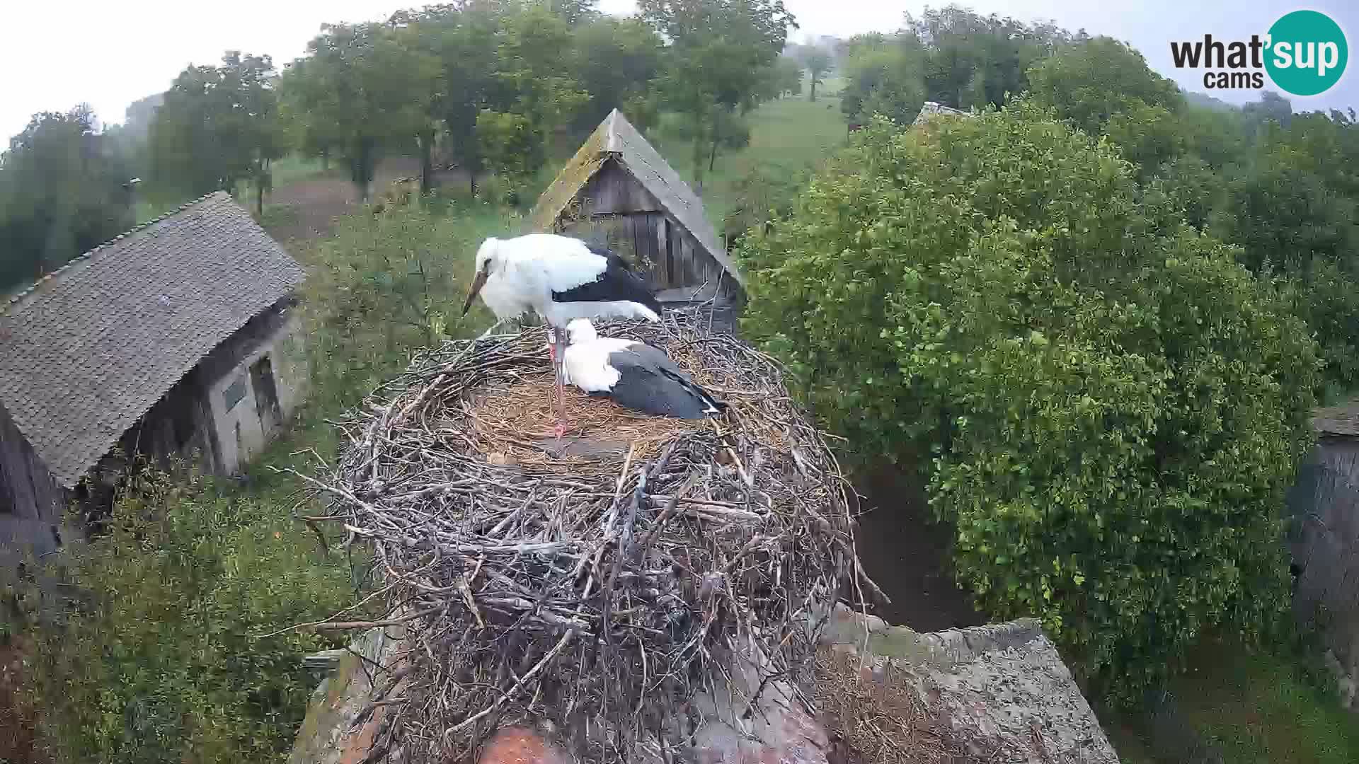 Villaggio delle cicogne europee webcam Parco naturale di Lonjsko polje