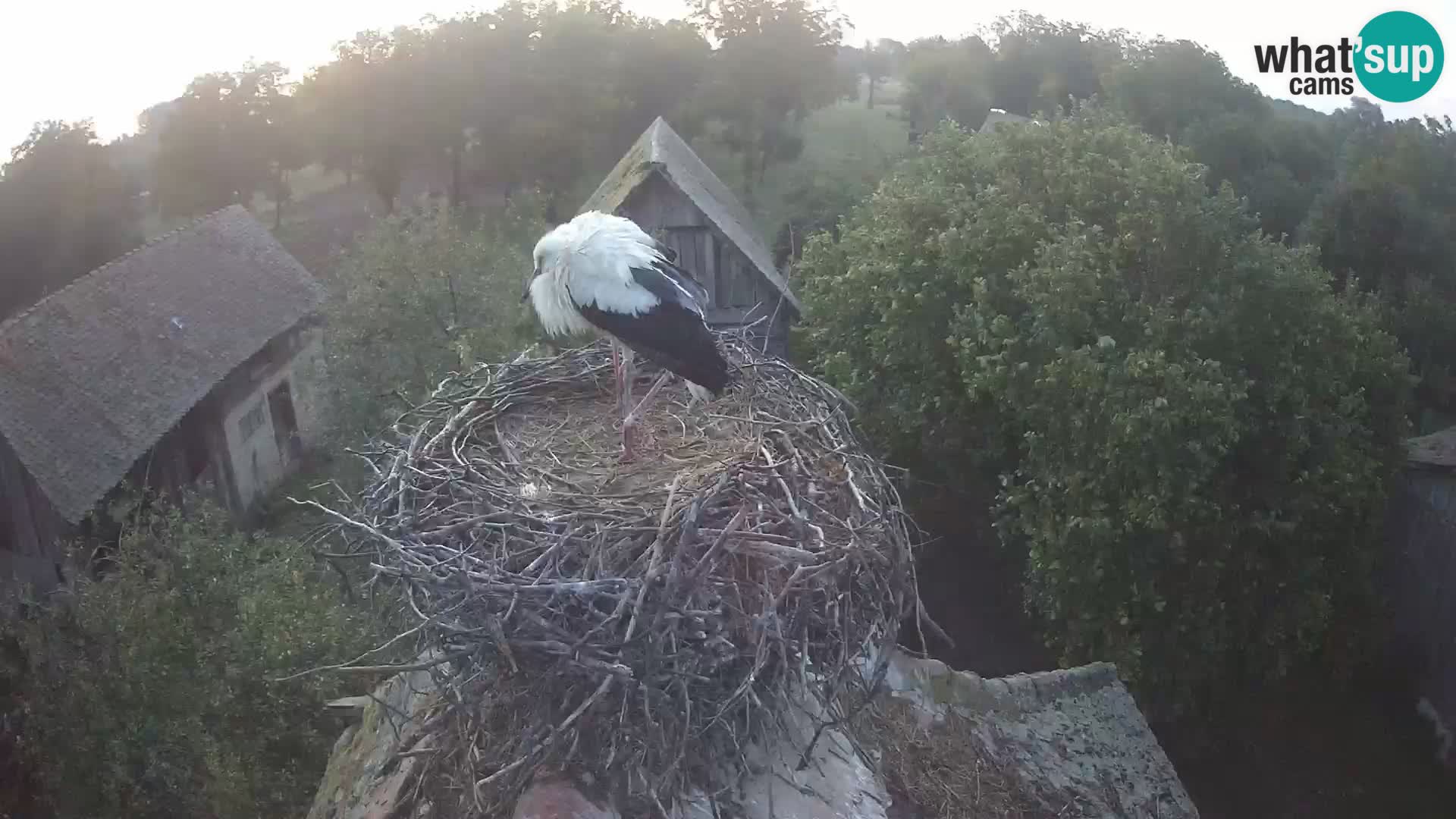 Villaggio delle cicogne europee webcam Parco naturale di Lonjsko polje