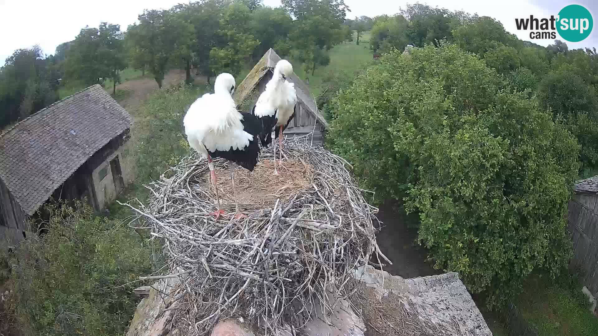 U živo Europsko selo roda – Park prirode Lonjsko polje