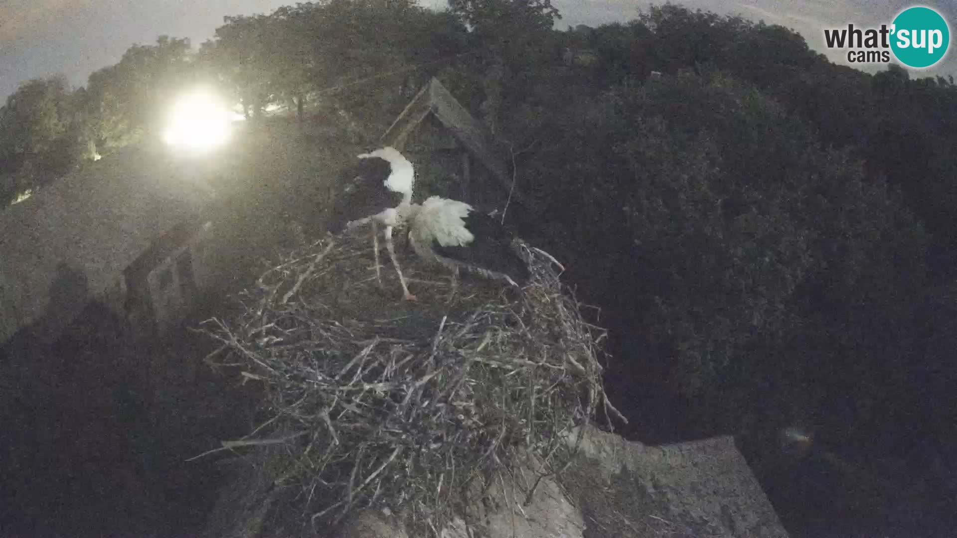 U živo Europsko selo roda – Park prirode Lonjsko polje