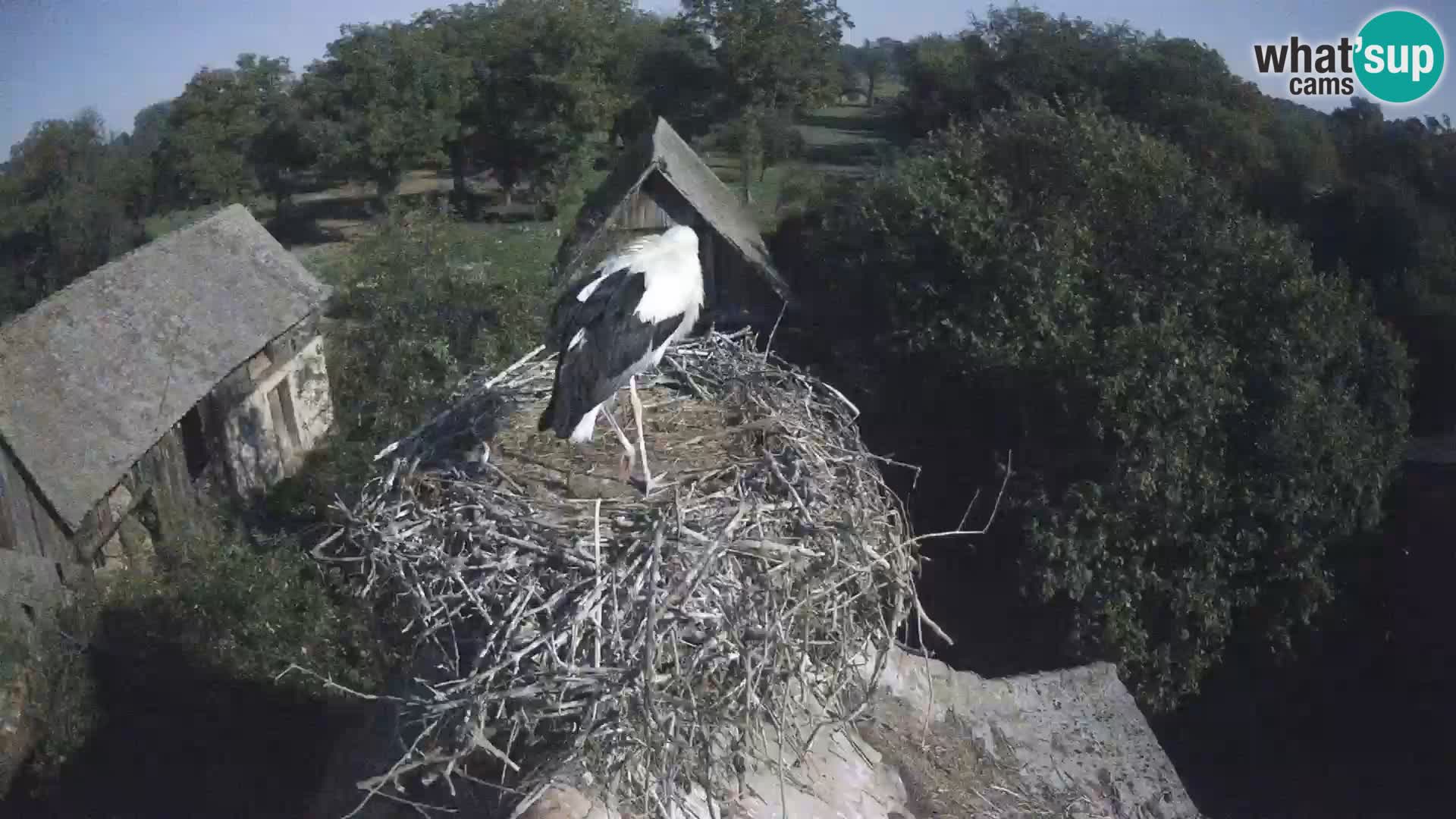Webcam Europäisches Storchendorf – Naturpark Lonjsko polje