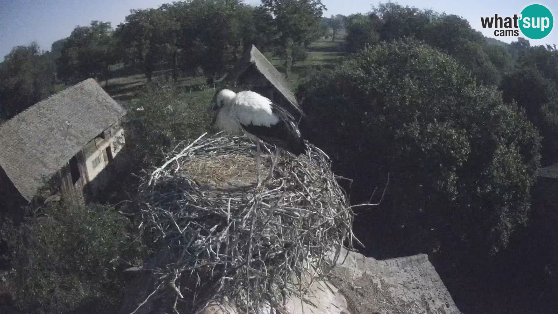 Villaggio delle cicogne europee webcam Parco naturale di Lonjsko polje