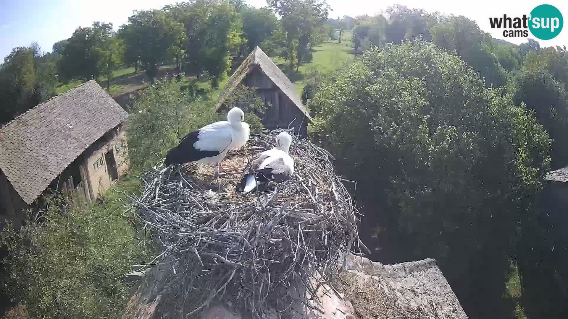 Webcam Europäisches Storchendorf – Naturpark Lonjsko polje