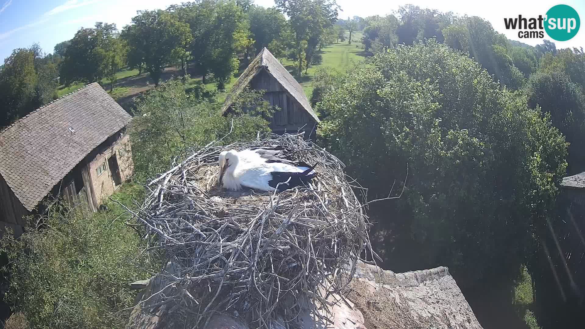 Village européen de cigognes webcam Parc naturel de Lonjsko polje