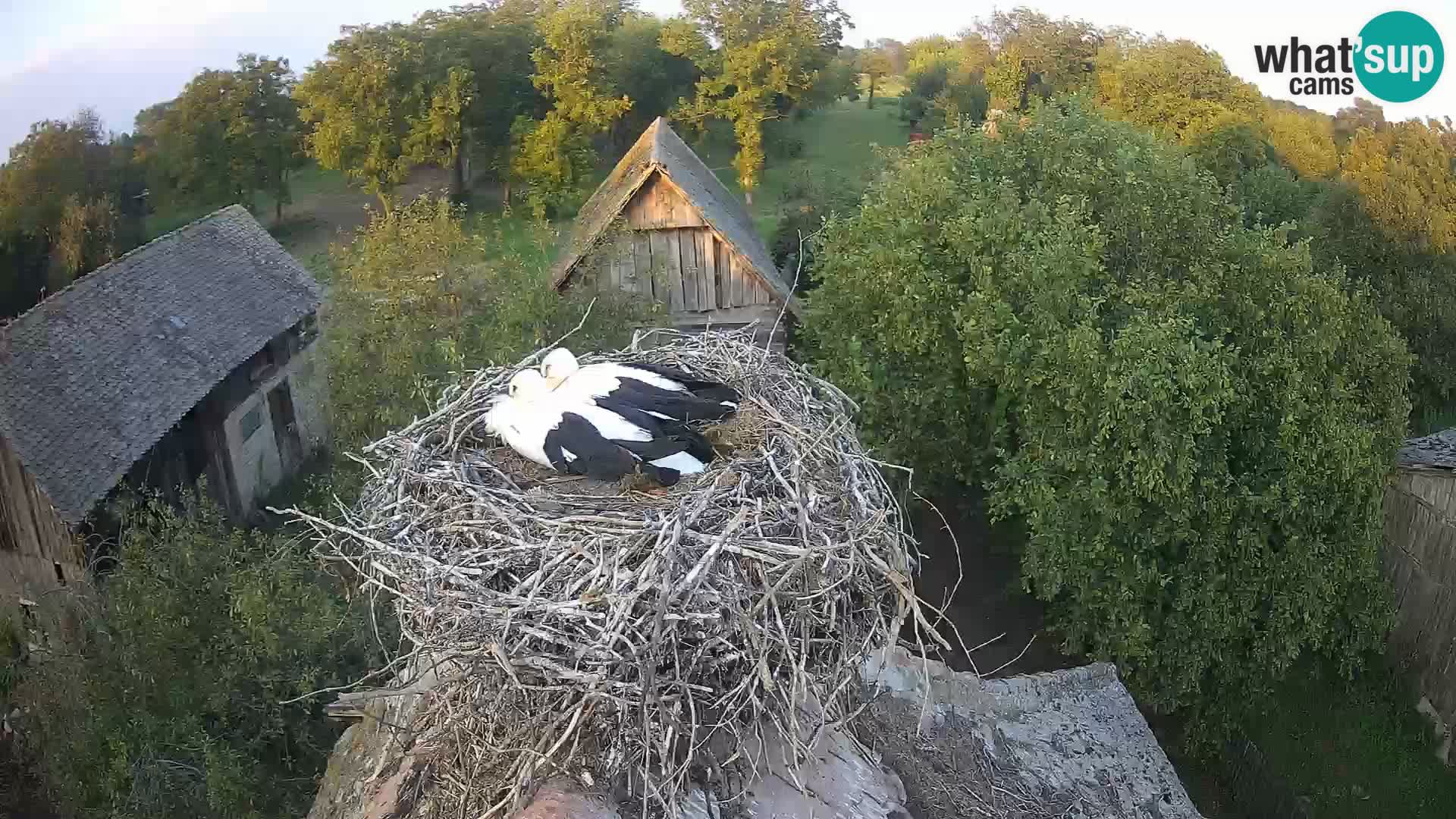 Webcam Europäisches Storchendorf – Naturpark Lonjsko polje