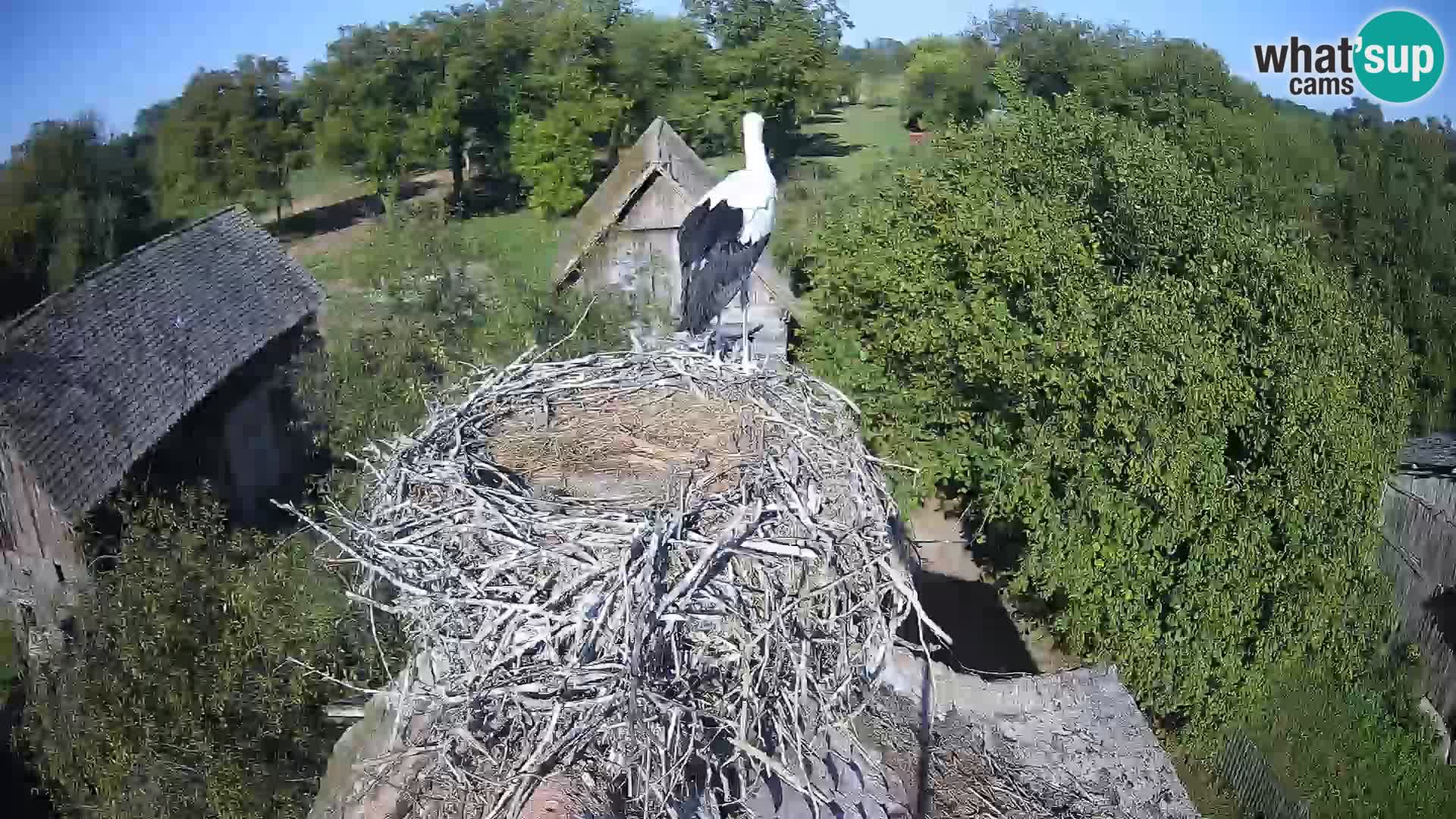 Pueblo europeo de cigüeñas camera en vivo Parque Natural Lonjsko polje