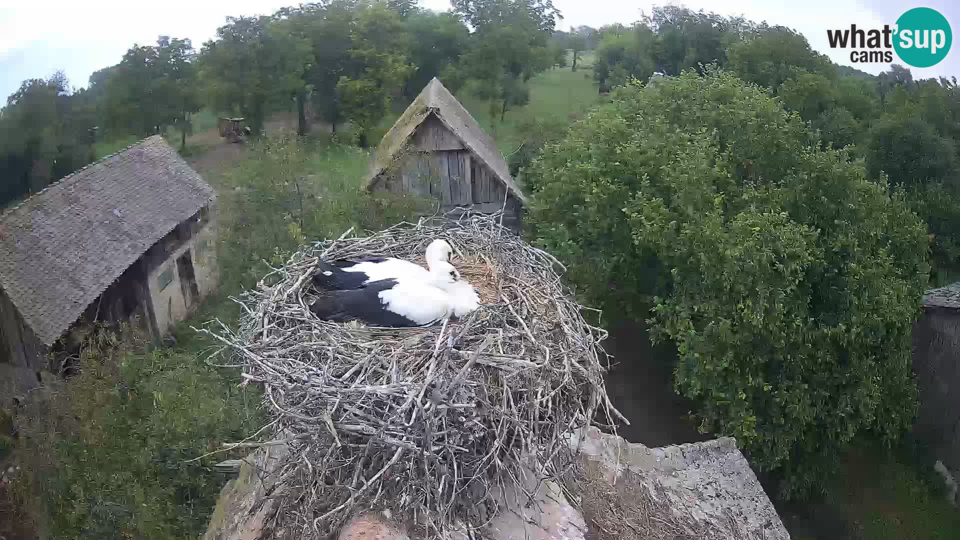 Villaggio delle cicogne europee webcam Parco naturale di Lonjsko polje