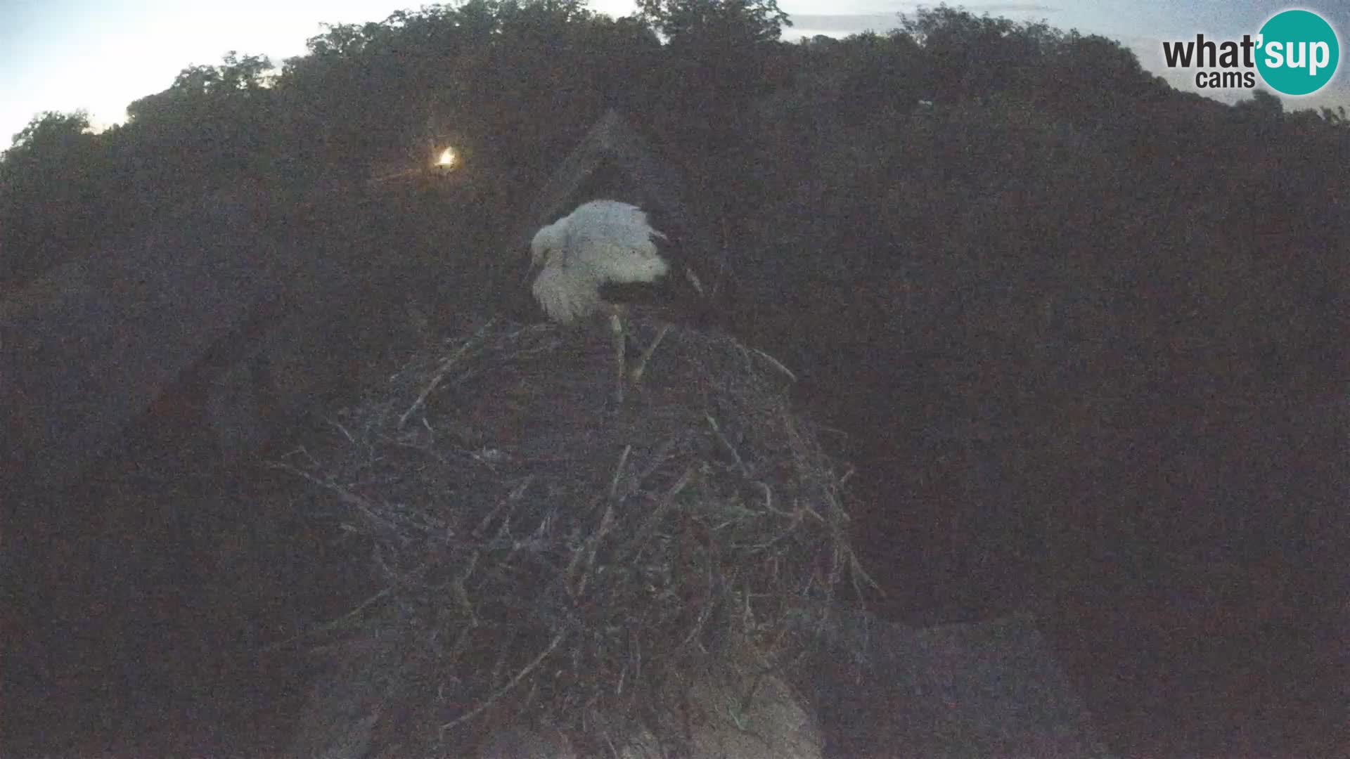 Evropska vas štorklje – Krajinski park Lonjsko polje spletna kamera