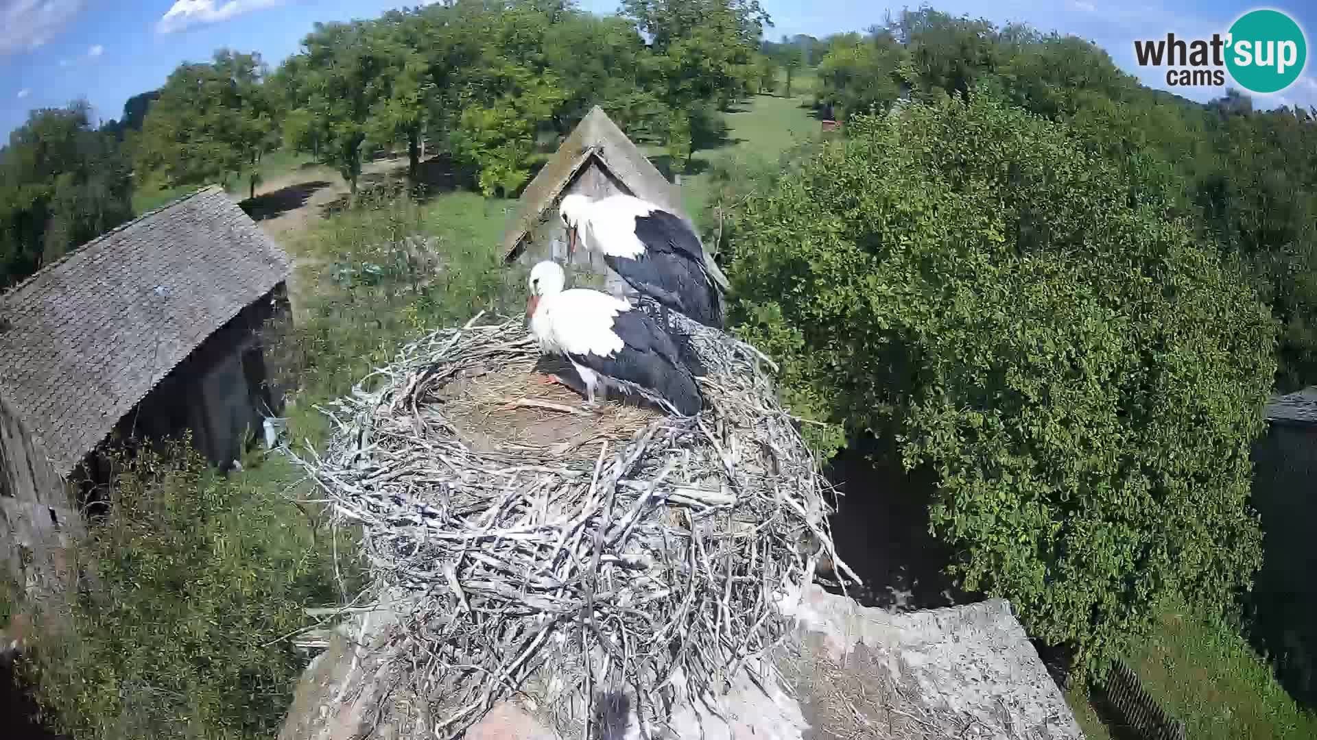 Webcam Europäisches Storchendorf – Naturpark Lonjsko polje
