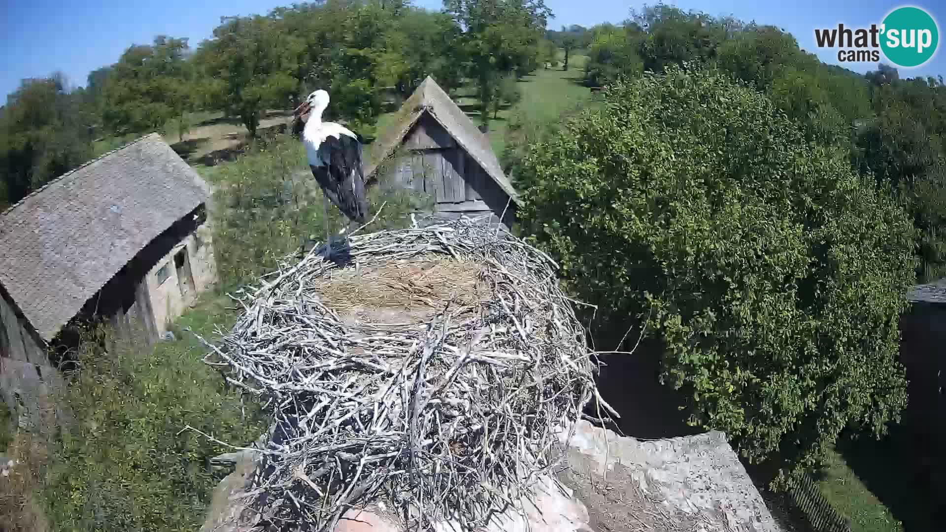 Webcam Europäisches Storchendorf – Naturpark Lonjsko polje
