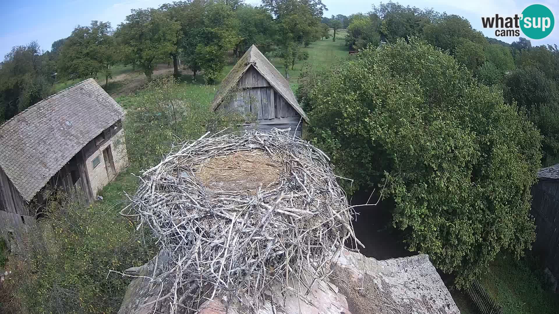 Village européen de cigognes webcam Parc naturel de Lonjsko polje