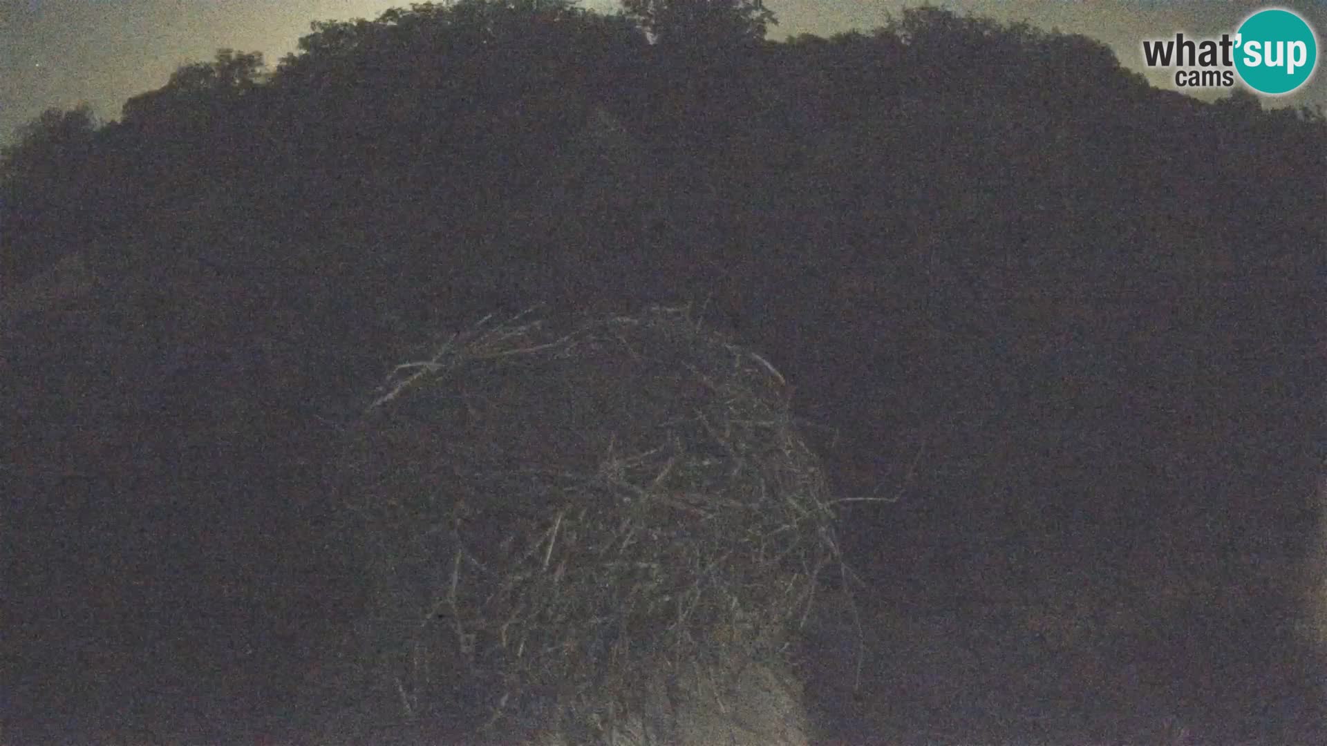 Pueblo europeo de cigüeñas camera en vivo Parque Natural Lonjsko polje