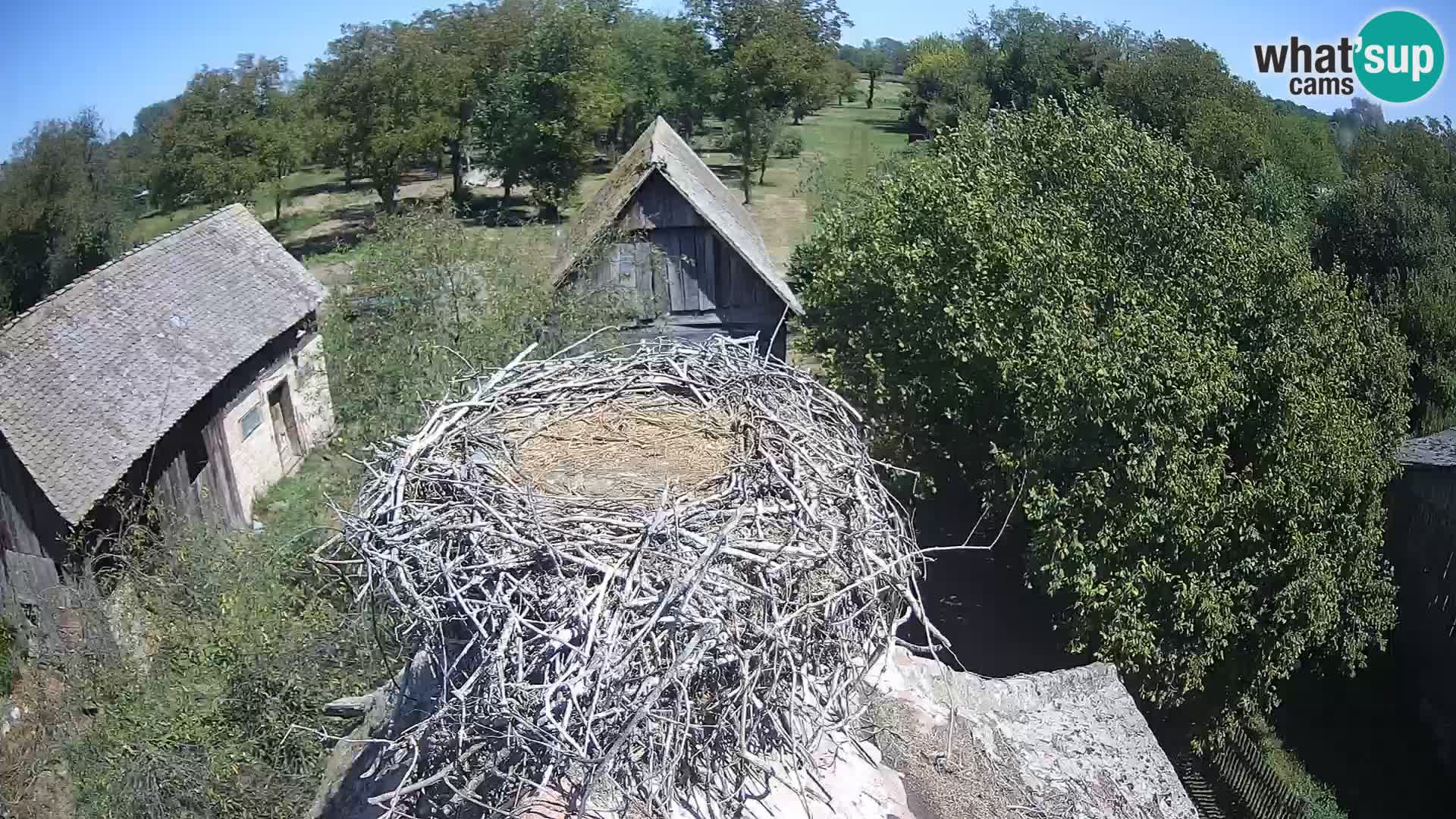 Villaggio delle cicogne europee webcam Parco naturale di Lonjsko polje