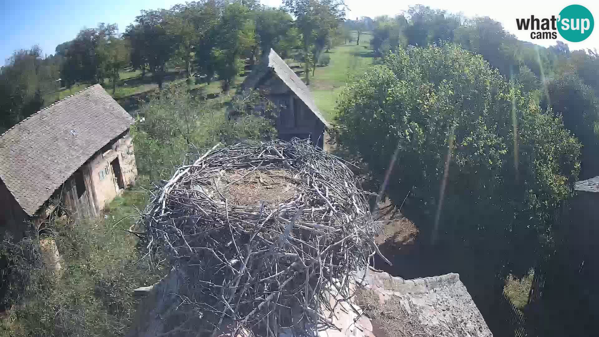 Village européen de cigognes webcam Parc naturel de Lonjsko polje