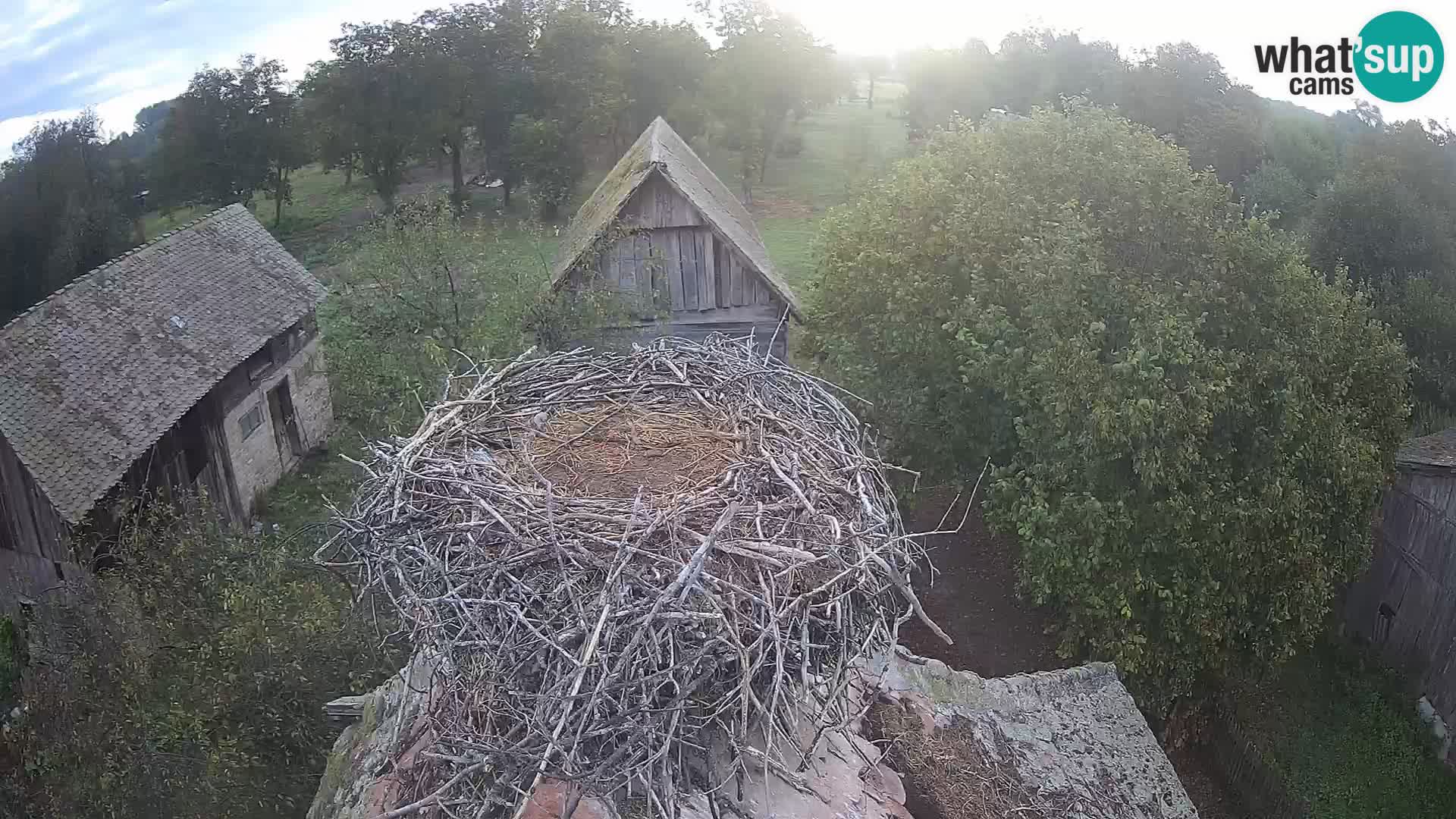 Villaggio delle cicogne europee webcam Parco naturale di Lonjsko polje