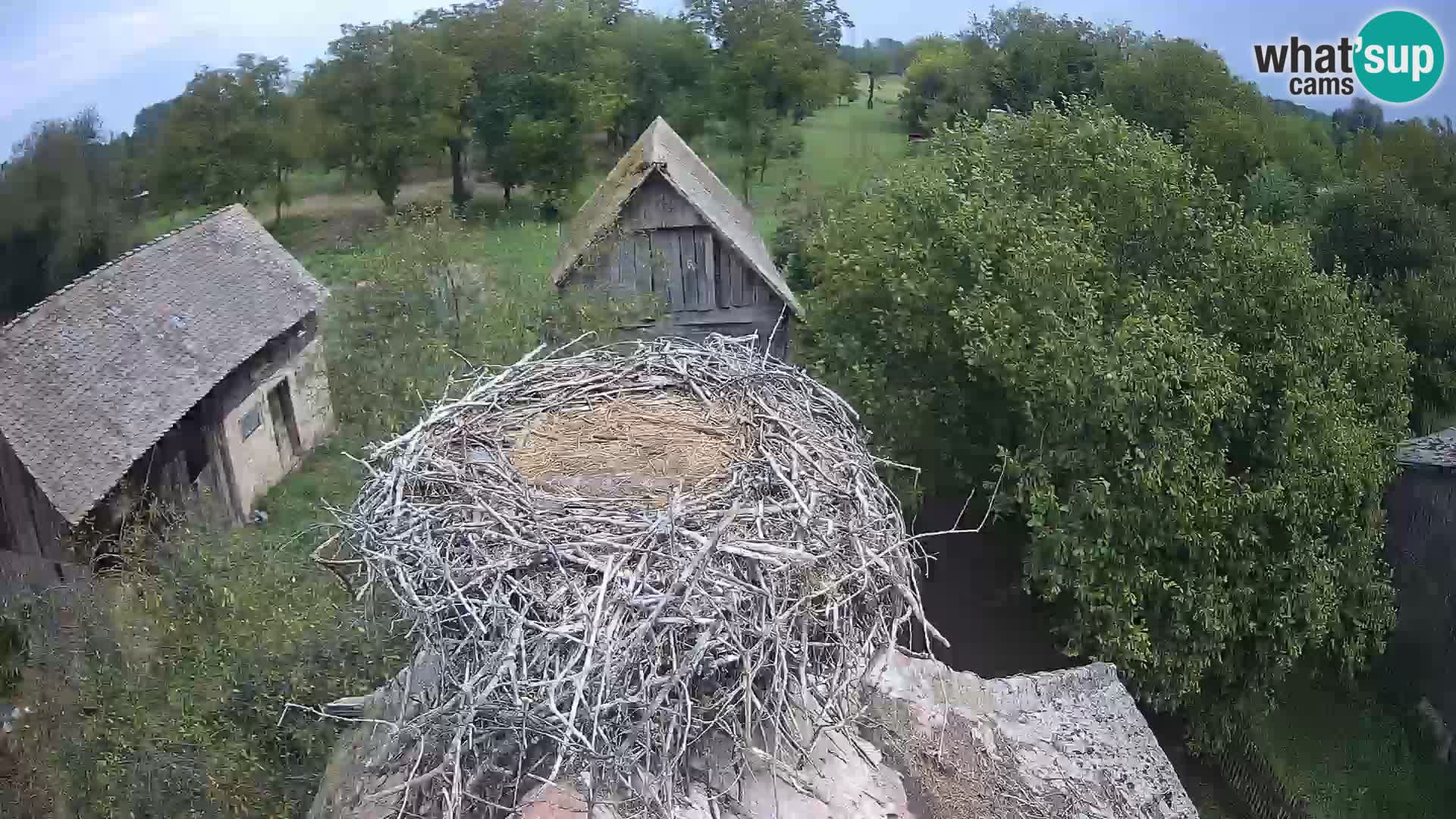 Webcam Europäisches Storchendorf – Naturpark Lonjsko polje
