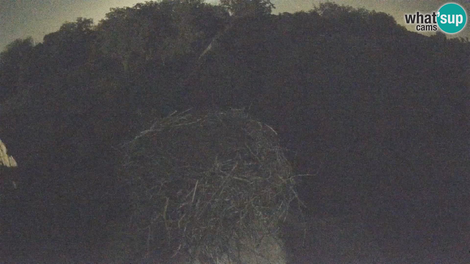 Villaggio delle cicogne europee webcam Parco naturale di Lonjsko polje