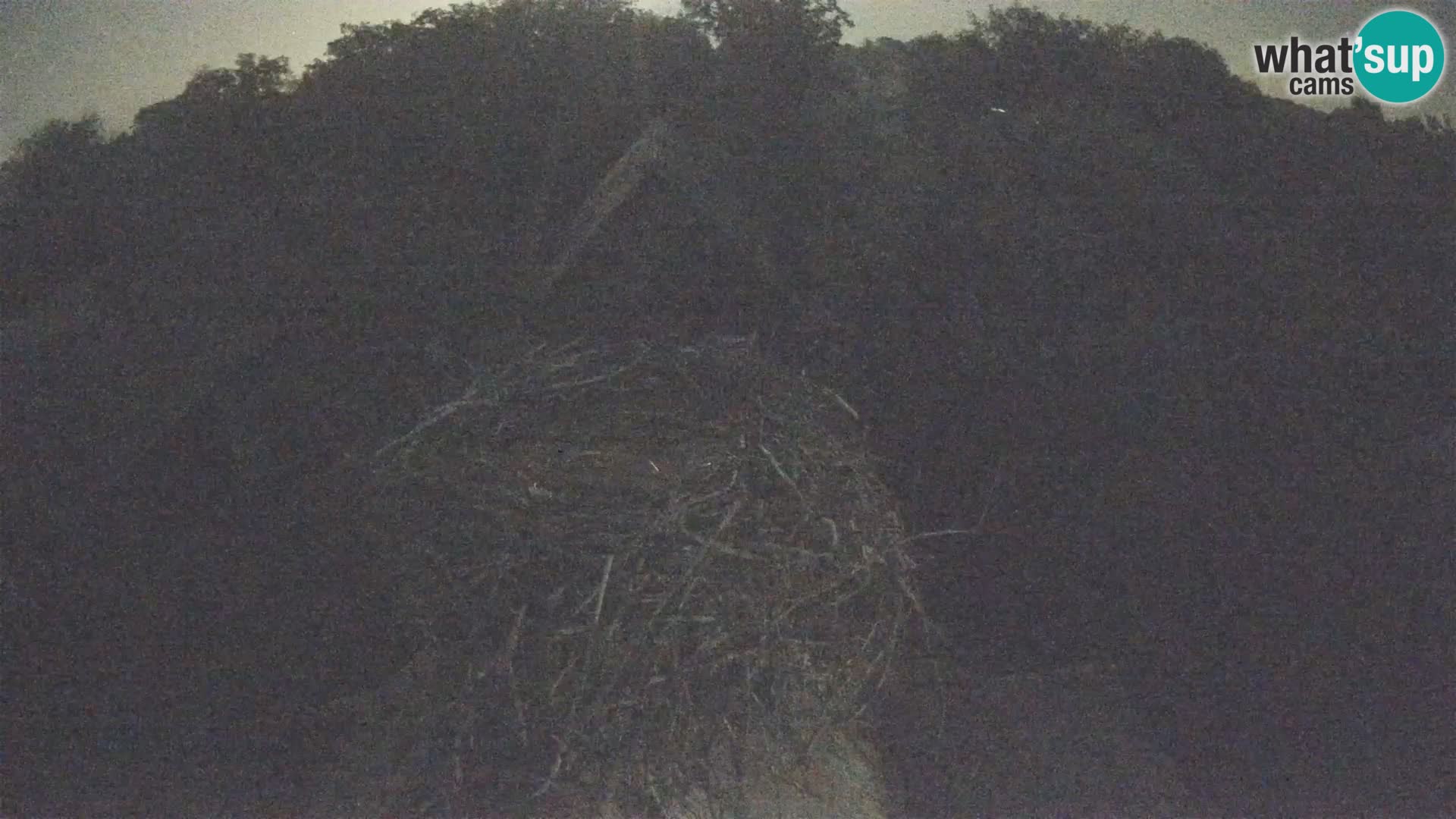 Villaggio delle cicogne europee webcam Parco naturale di Lonjsko polje