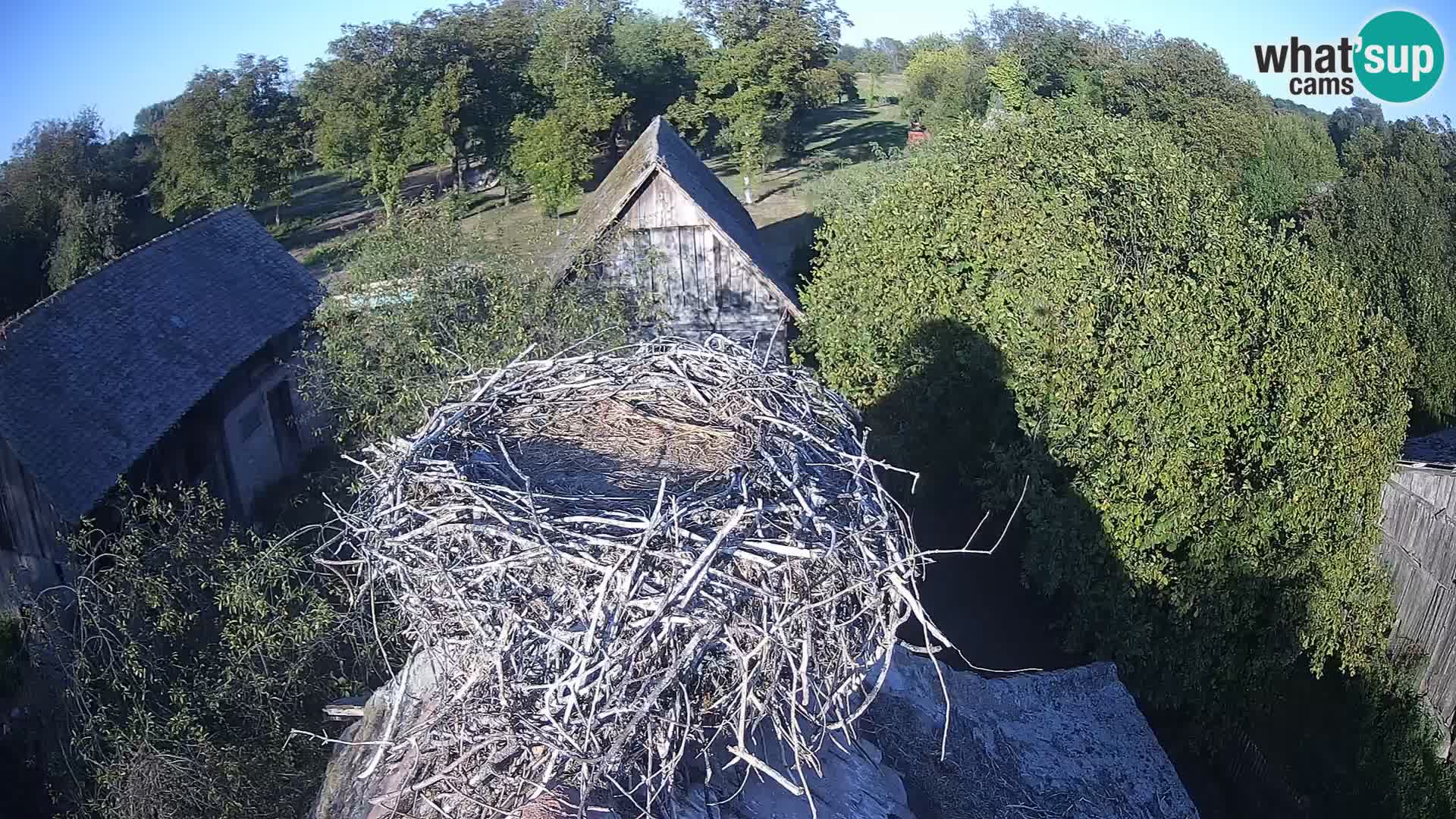Webcam Europäisches Storchendorf – Naturpark Lonjsko polje