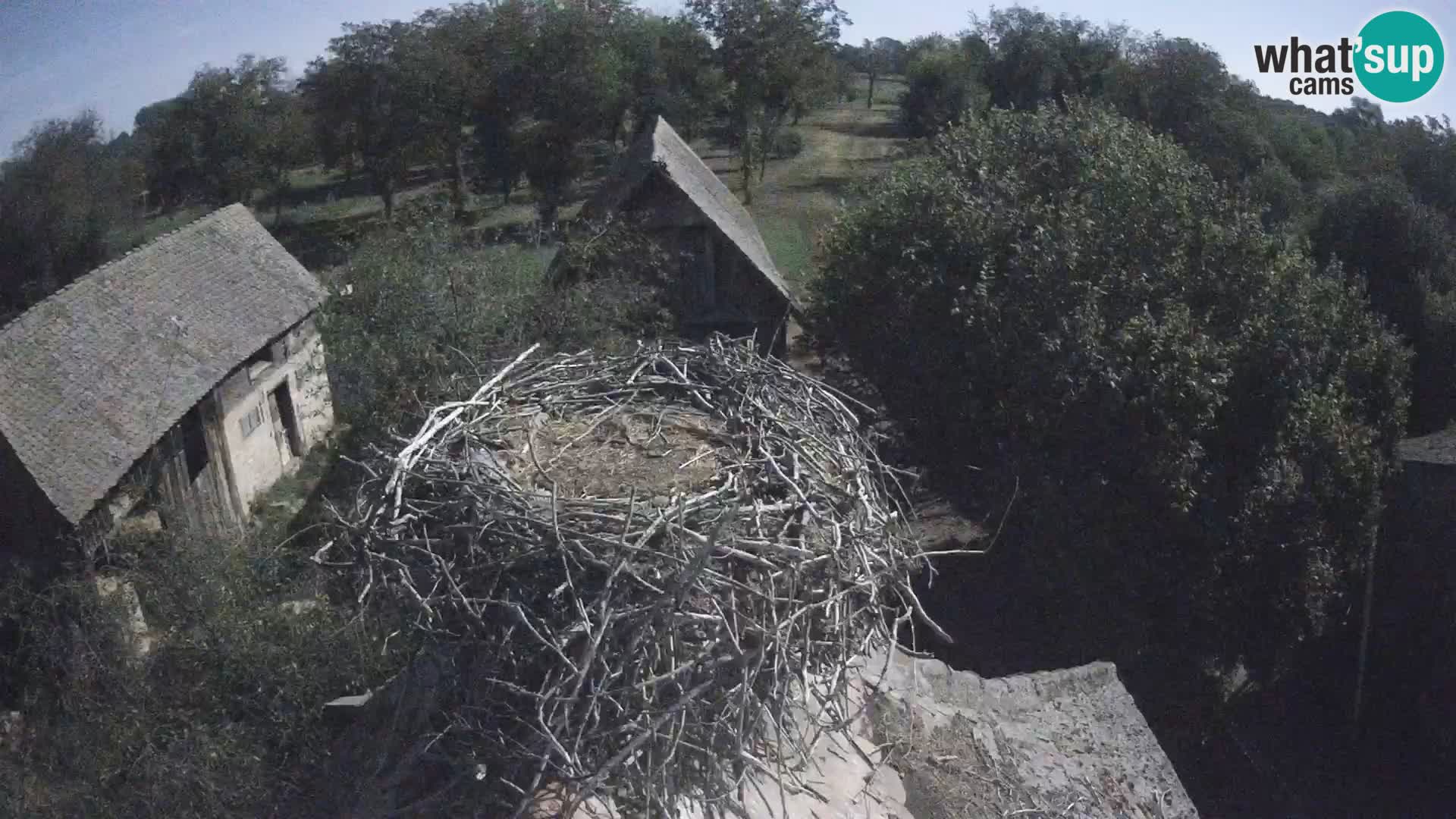 Villaggio delle cicogne europee webcam Parco naturale di Lonjsko polje