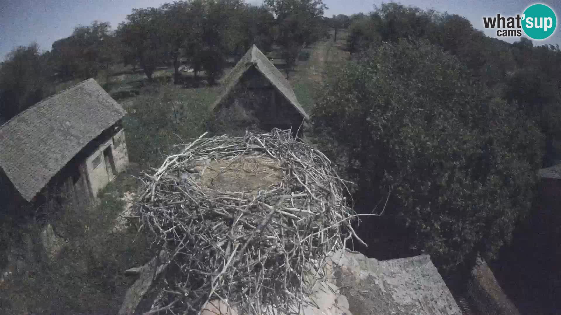 Villaggio delle cicogne europee webcam Parco naturale di Lonjsko polje
