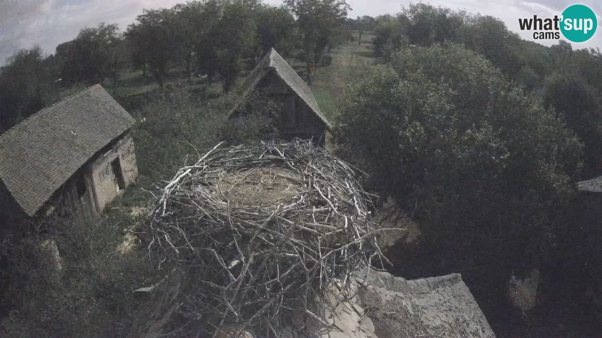 Evropska vas štorklje – Krajinski park Lonjsko polje spletna kamera