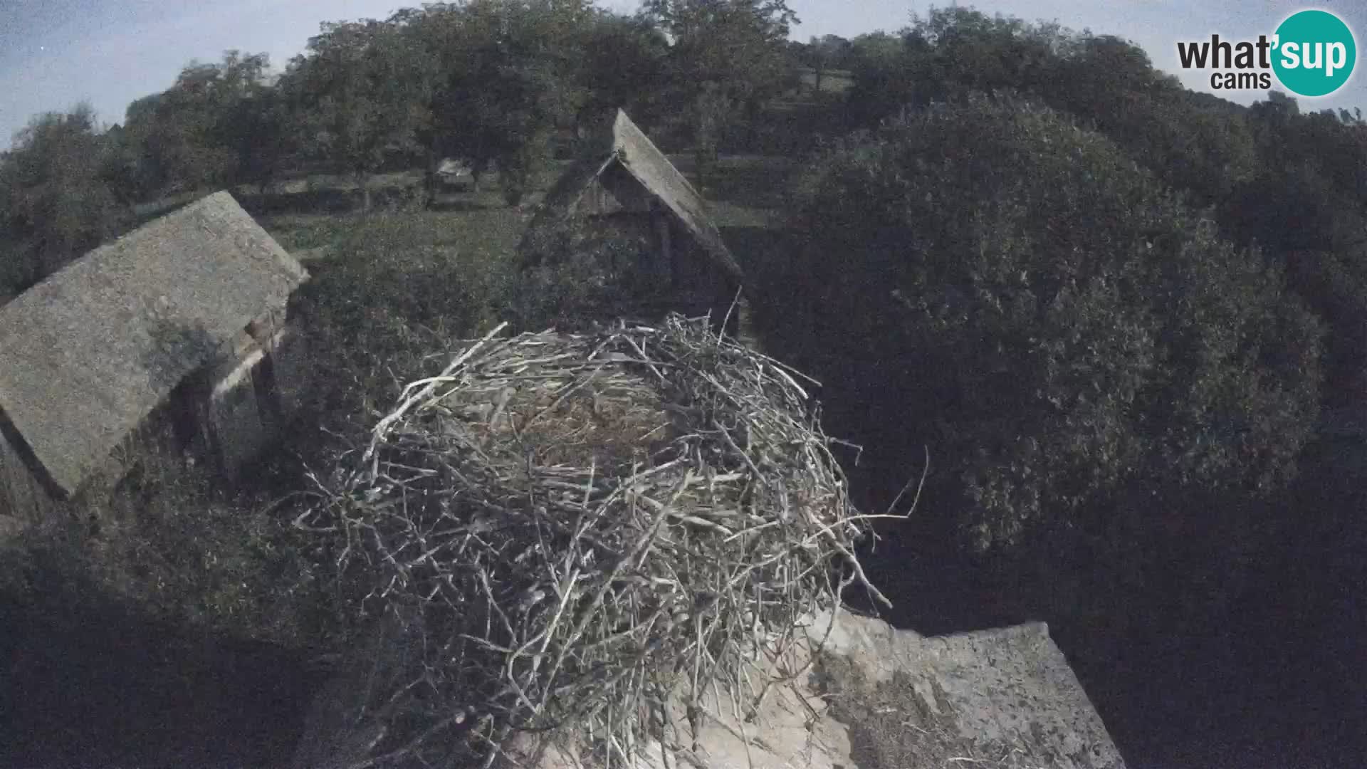 Webcam Europäisches Storchendorf – Naturpark Lonjsko polje