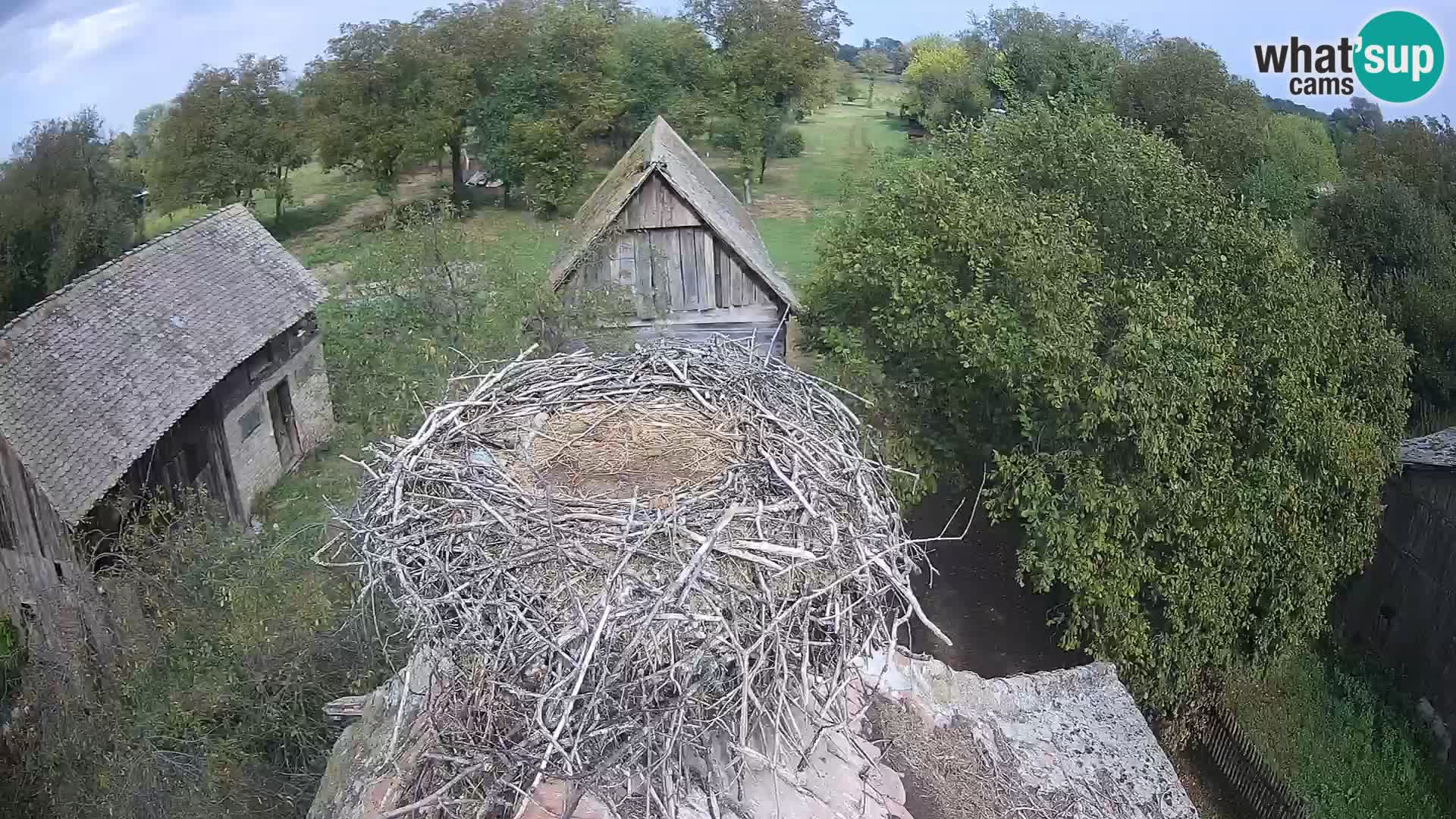 Villaggio delle cicogne europee webcam Parco naturale di Lonjsko polje