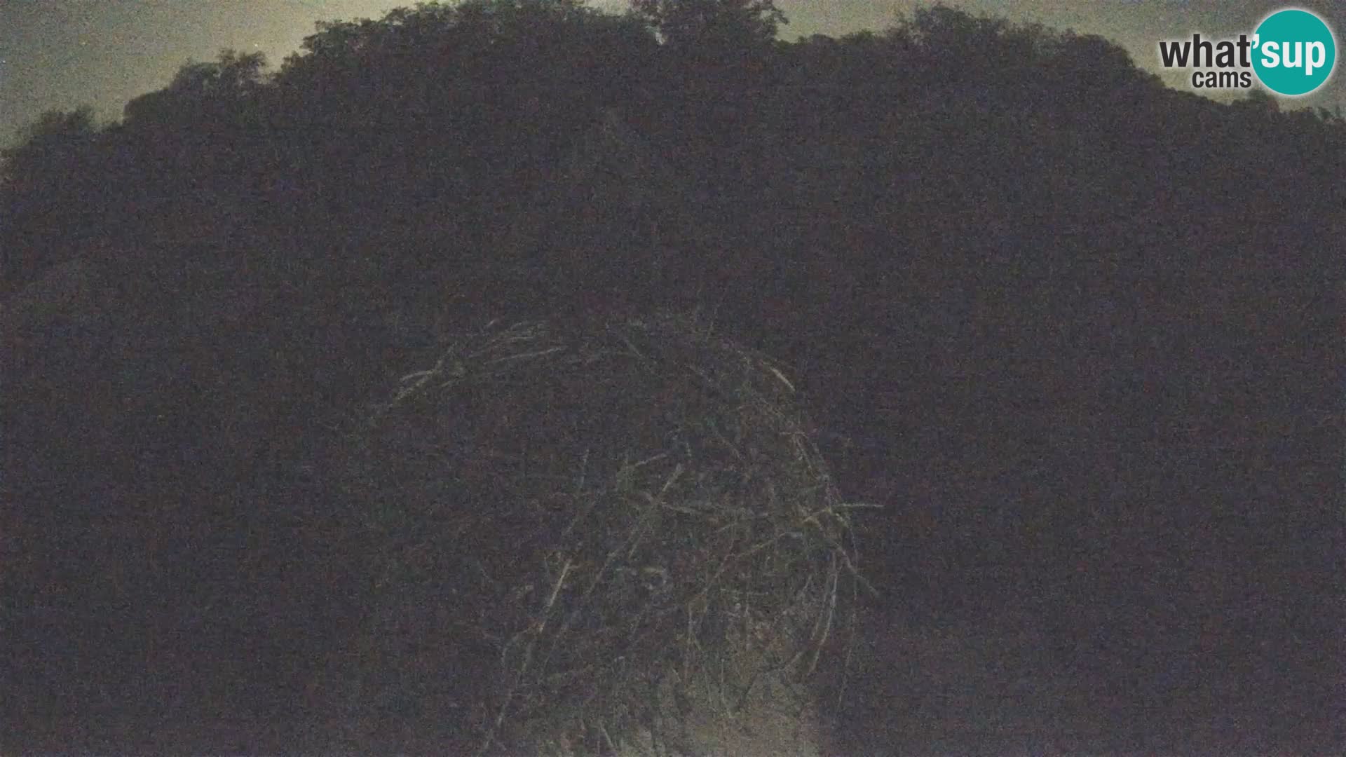 Webcam Europäisches Storchendorf – Naturpark Lonjsko polje