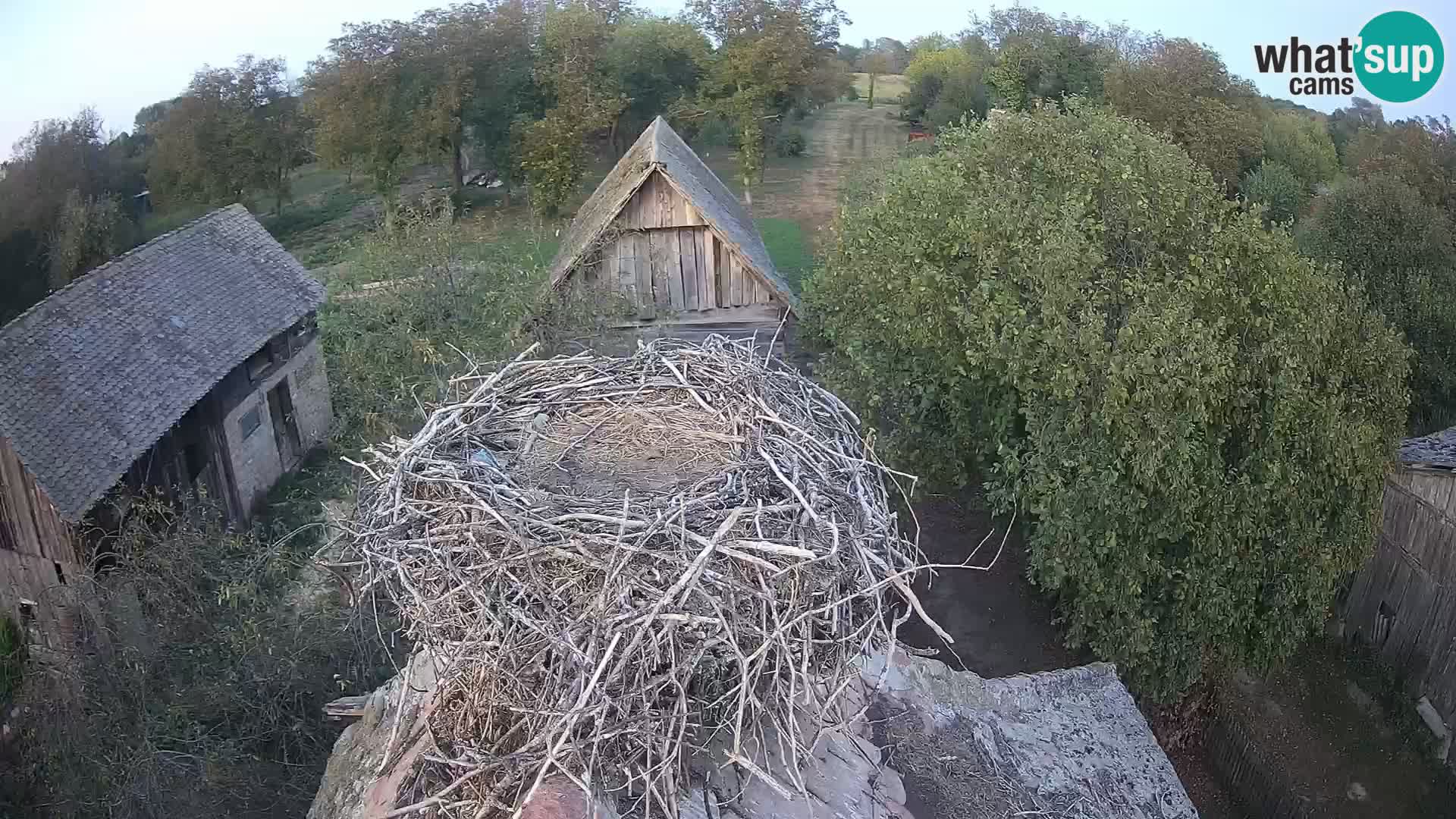 Village européen de cigognes webcam Parc naturel de Lonjsko polje