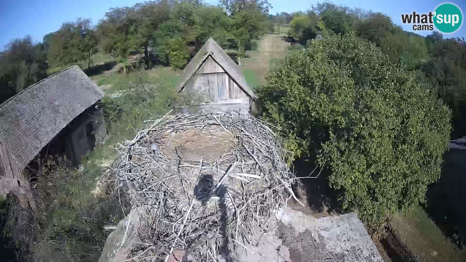 U živo Europsko selo roda – Park prirode Lonjsko polje